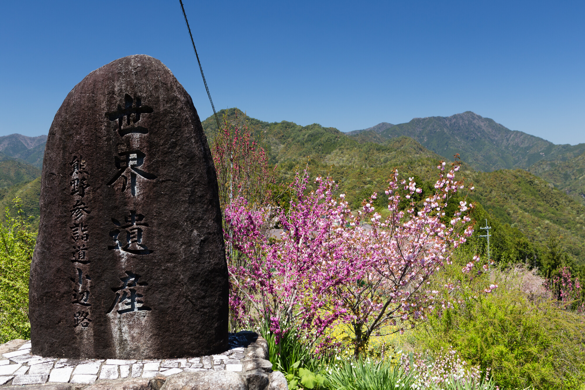十津川の桜【2017】