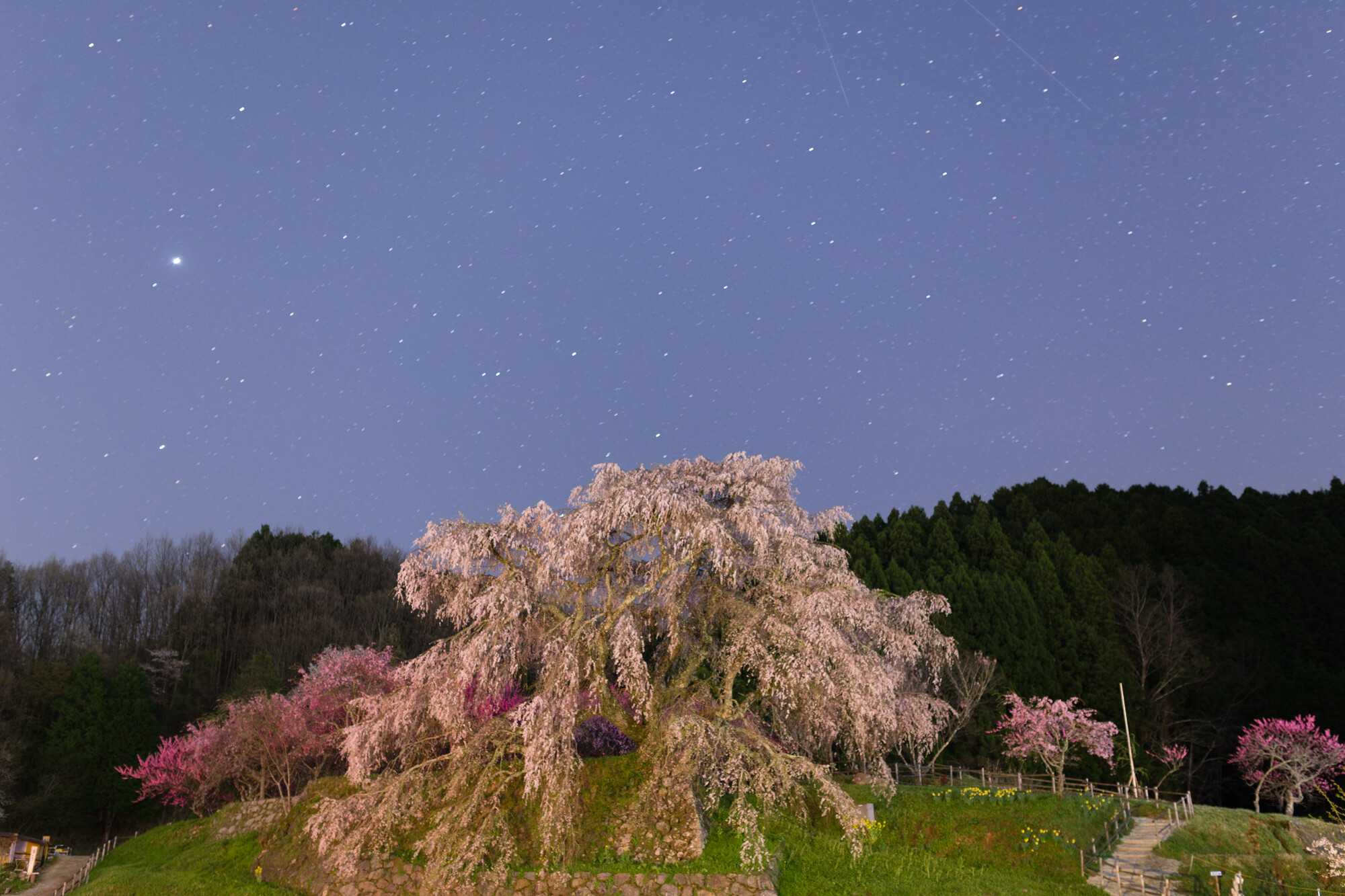 夜の又兵衛桜【2017】