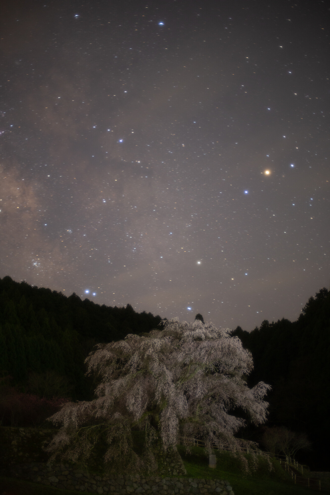 夜の又兵衛桜【2014】