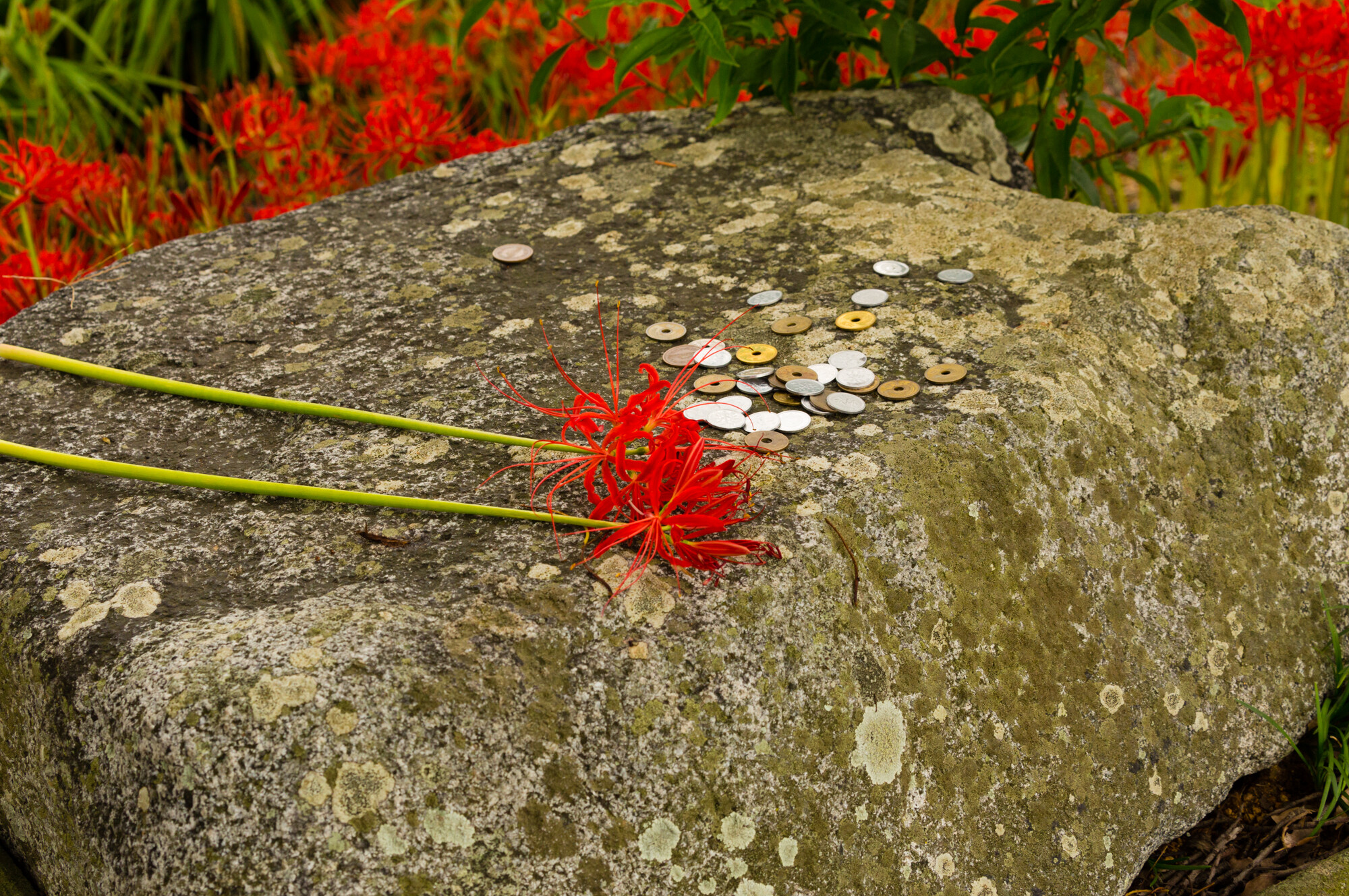 彼岸花 その２【2017】