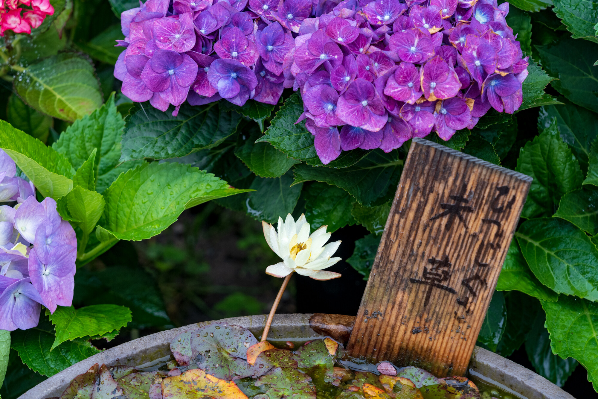 アジサイ寺巡り