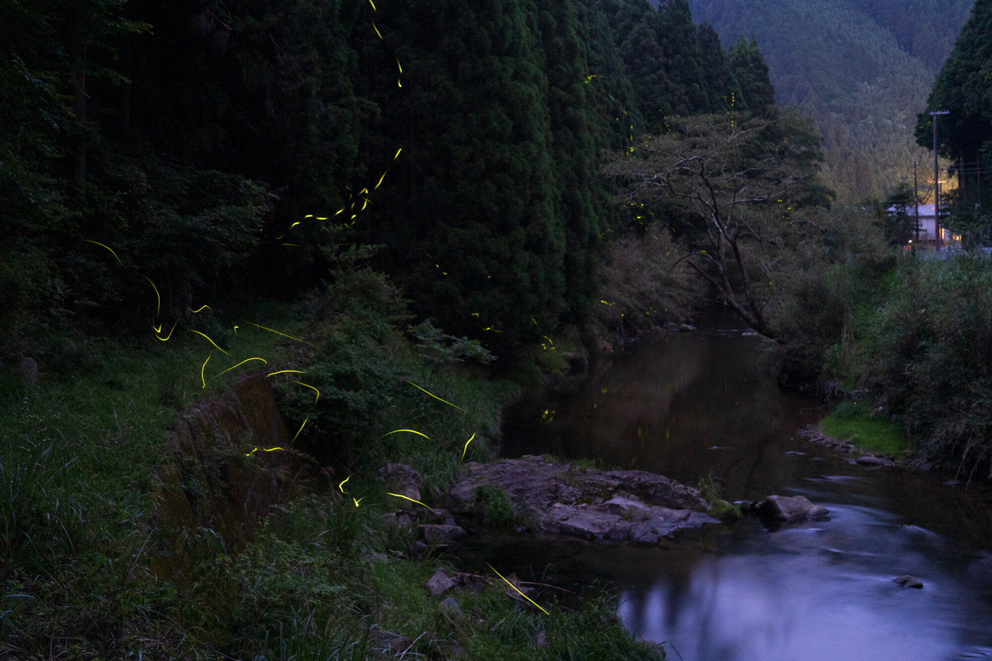 御杖村の蛍【2023】