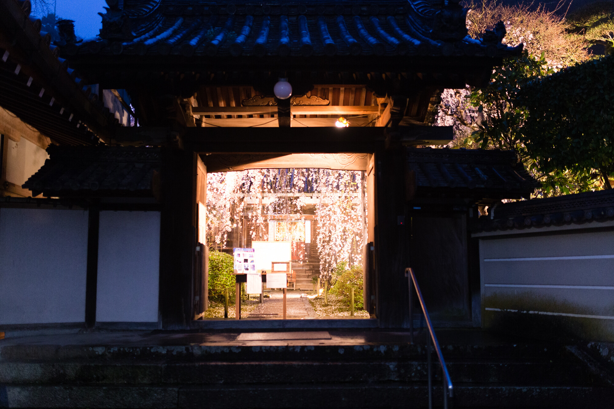 専称寺のしだれ桜【2017】