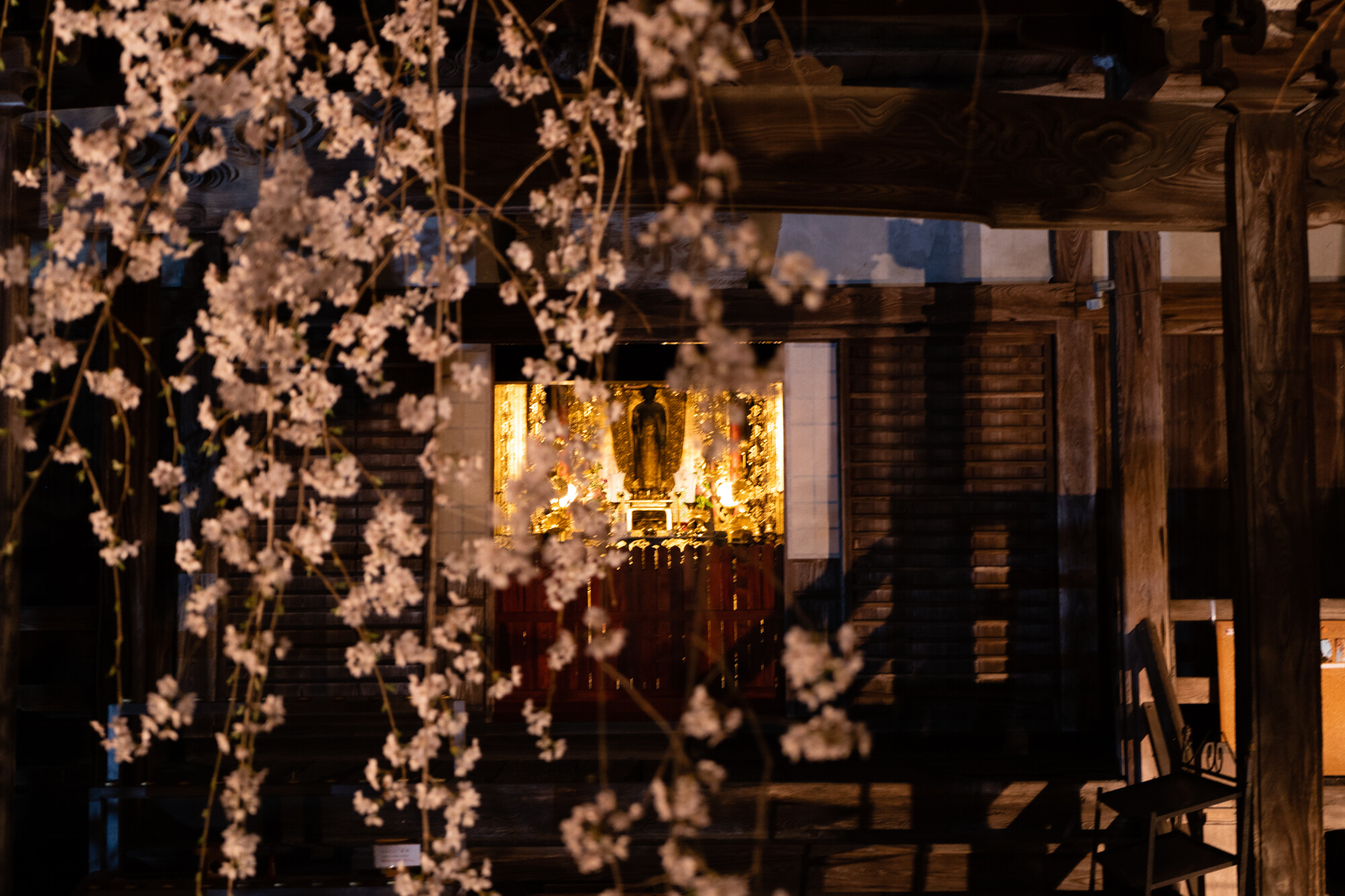 専称寺のしだれ桜【2018】