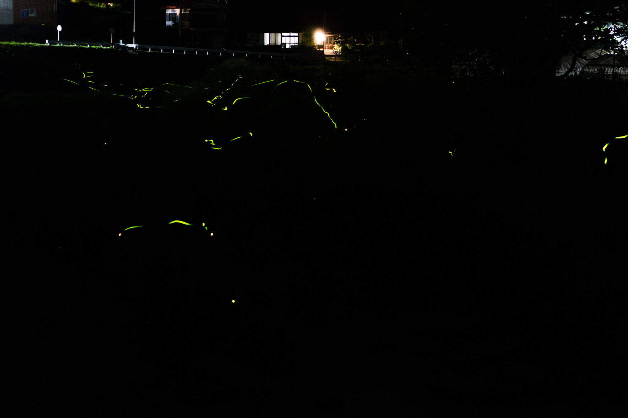 御杖村の蛍【2017】