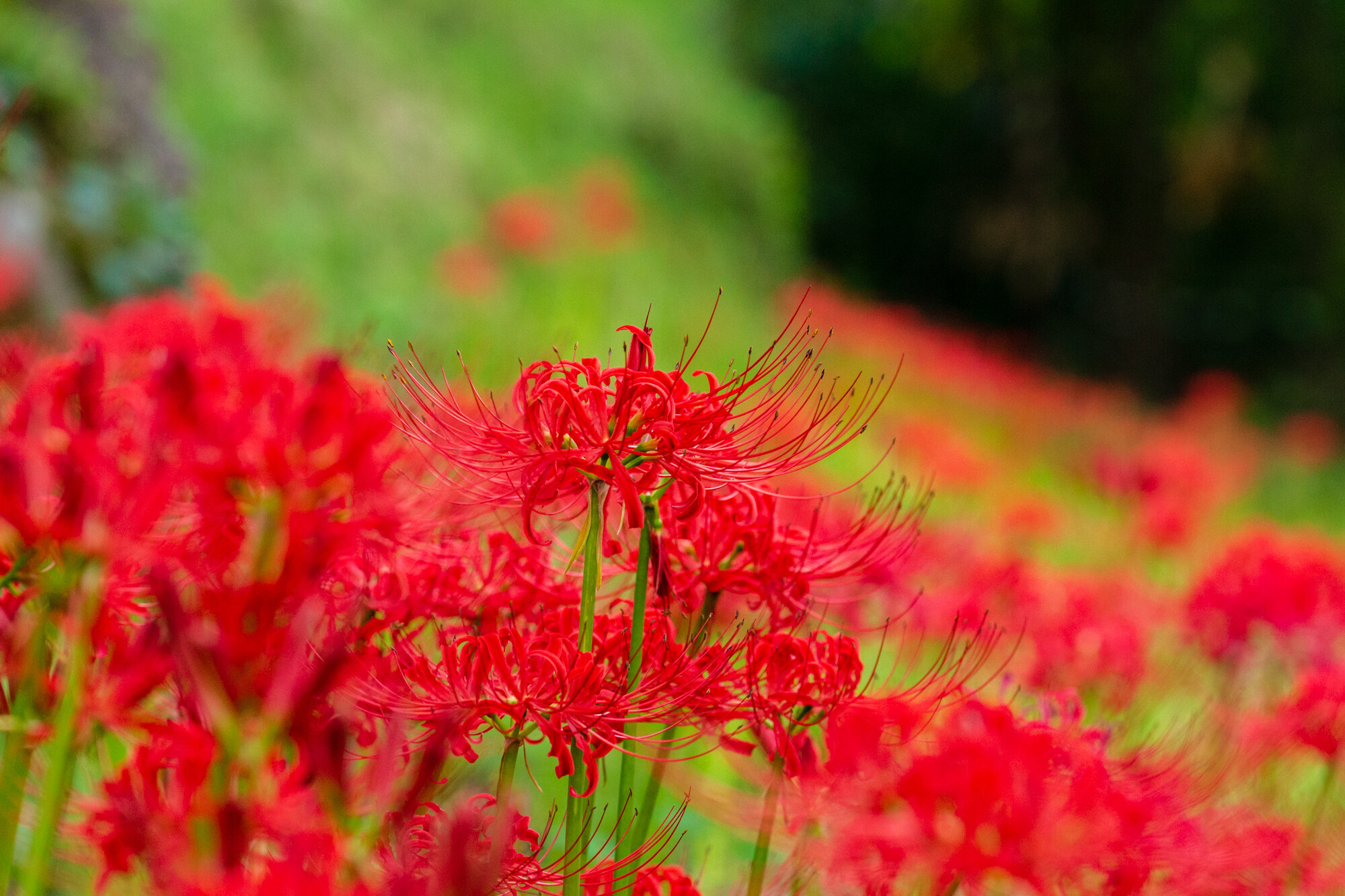佛隆寺の彼岸花【2018】