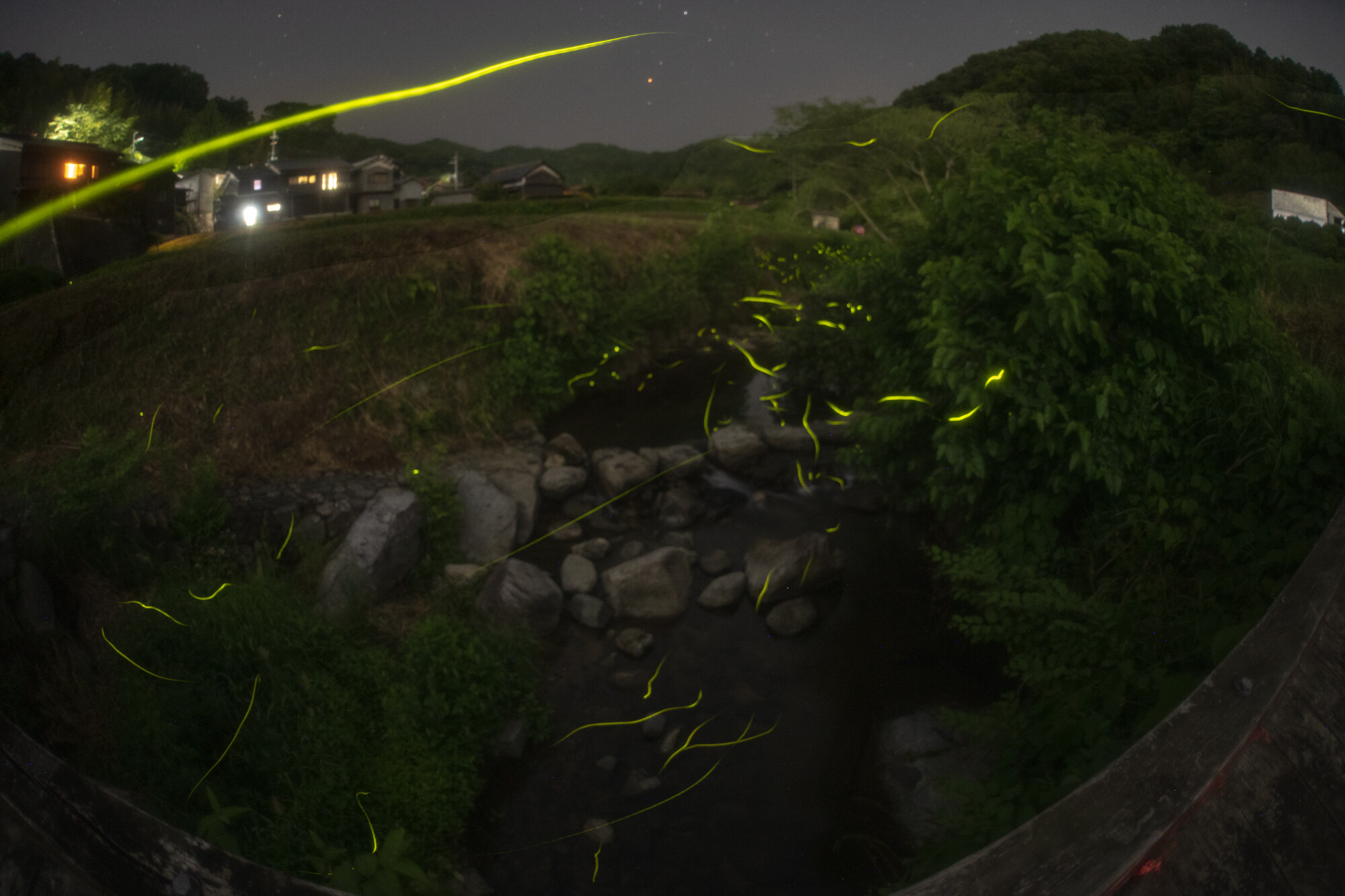 明日香の蛍【2021】