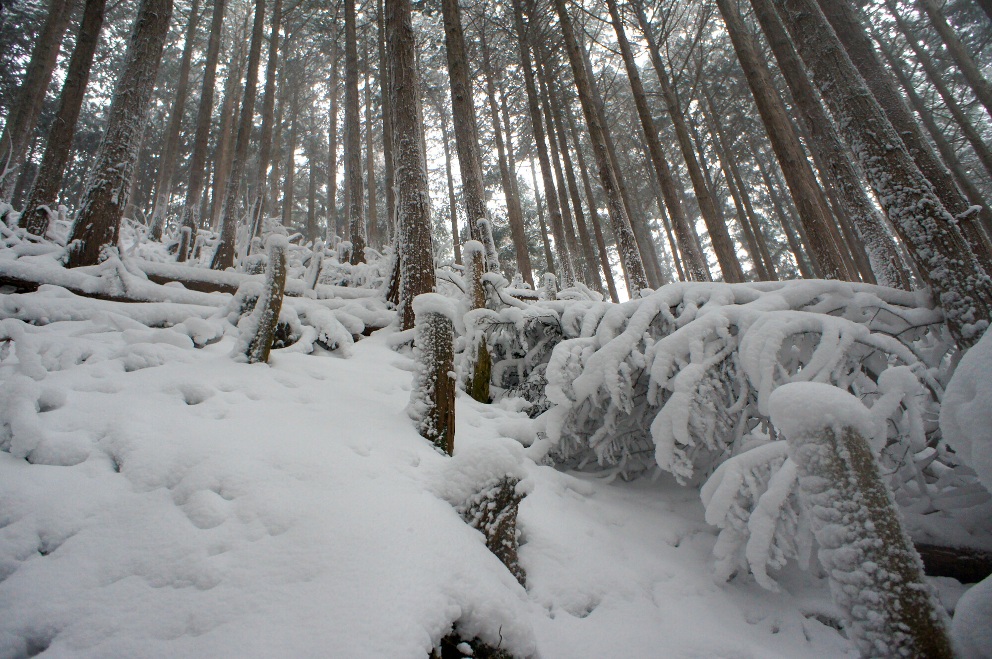 観音峰登山（失敗編）