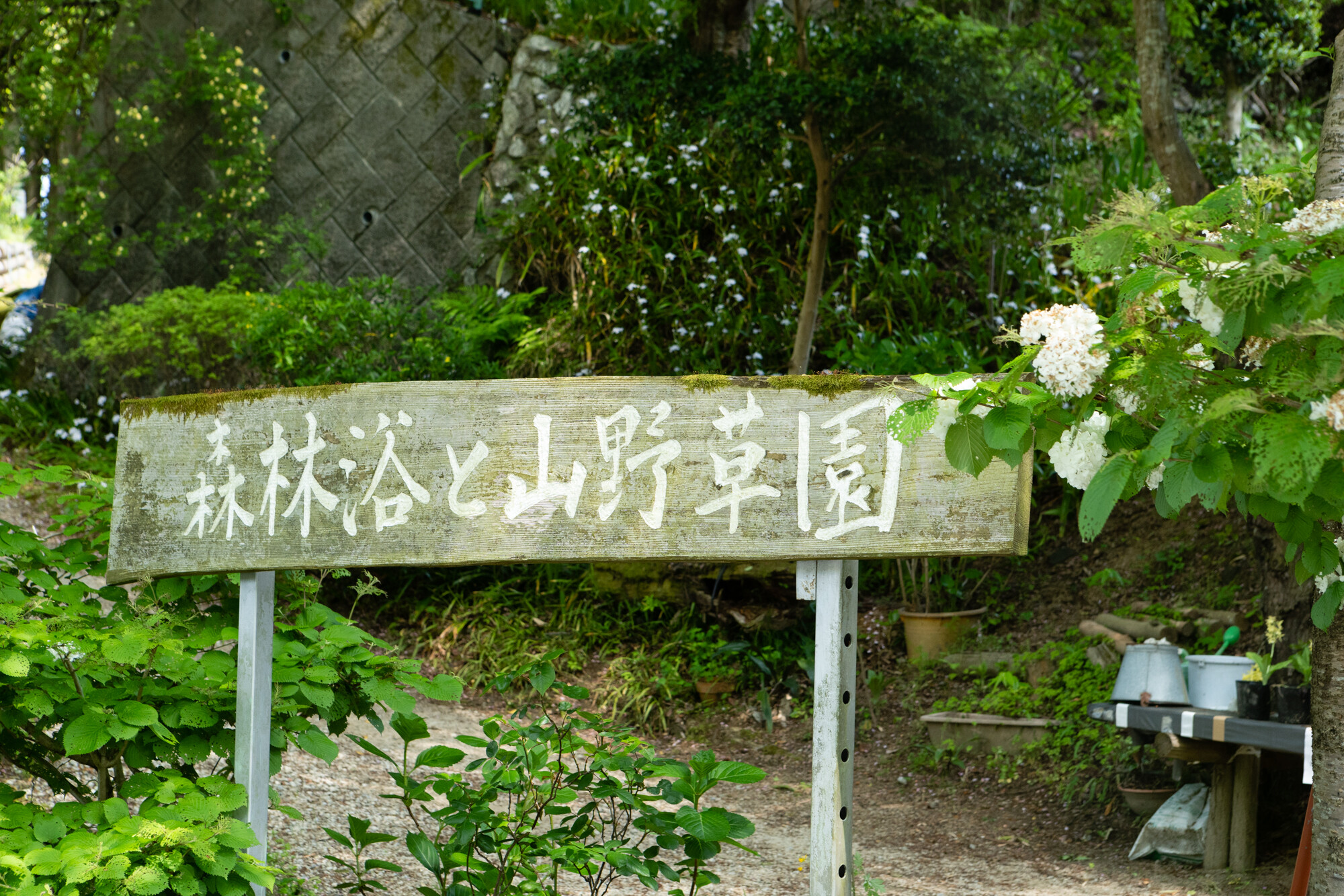 高天山草園で春のお花【2018】