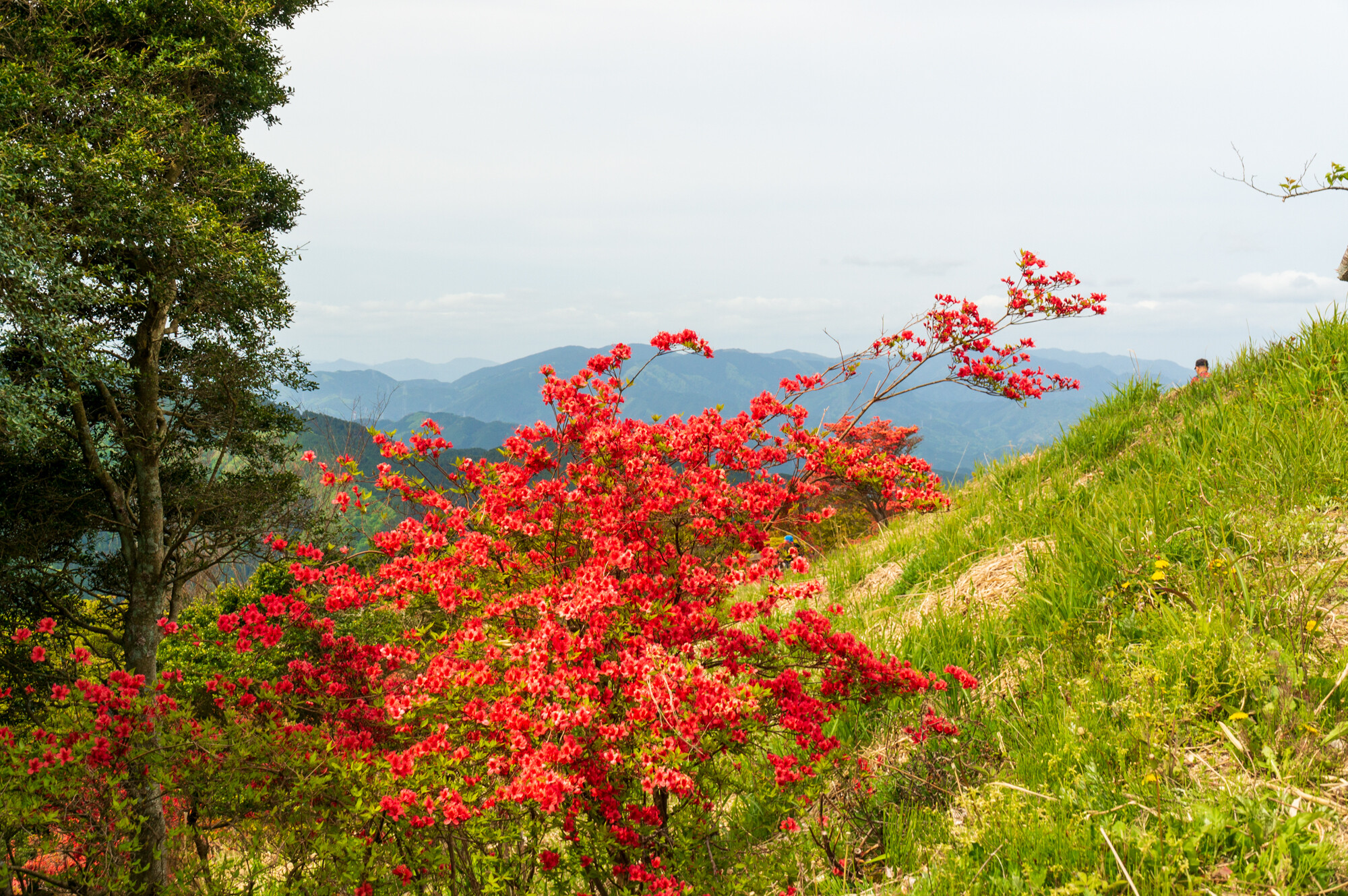 葛城山登山