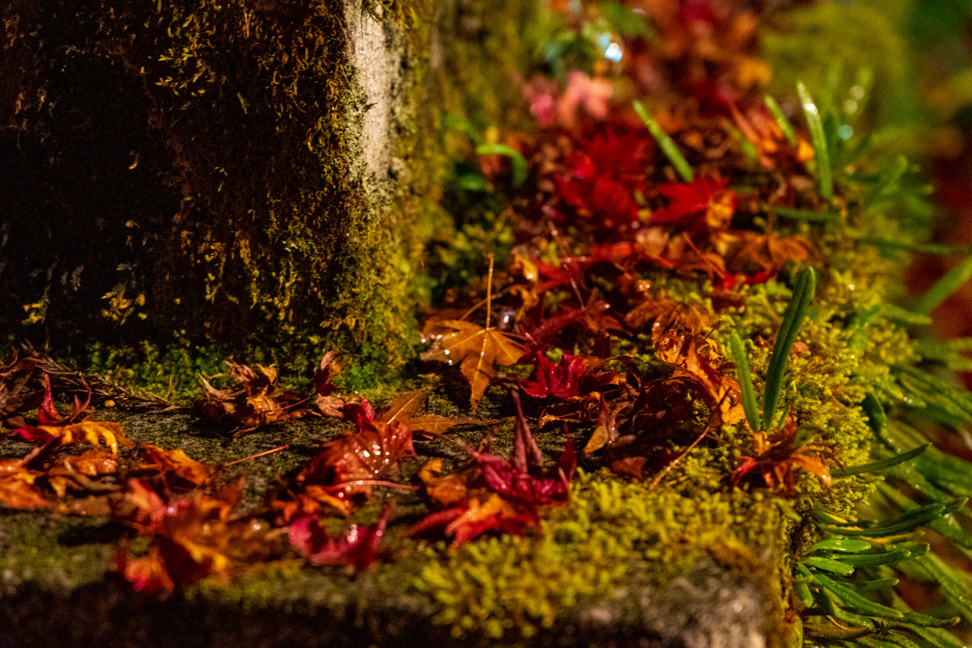 談山神社の紅葉ライトアップ【2020】