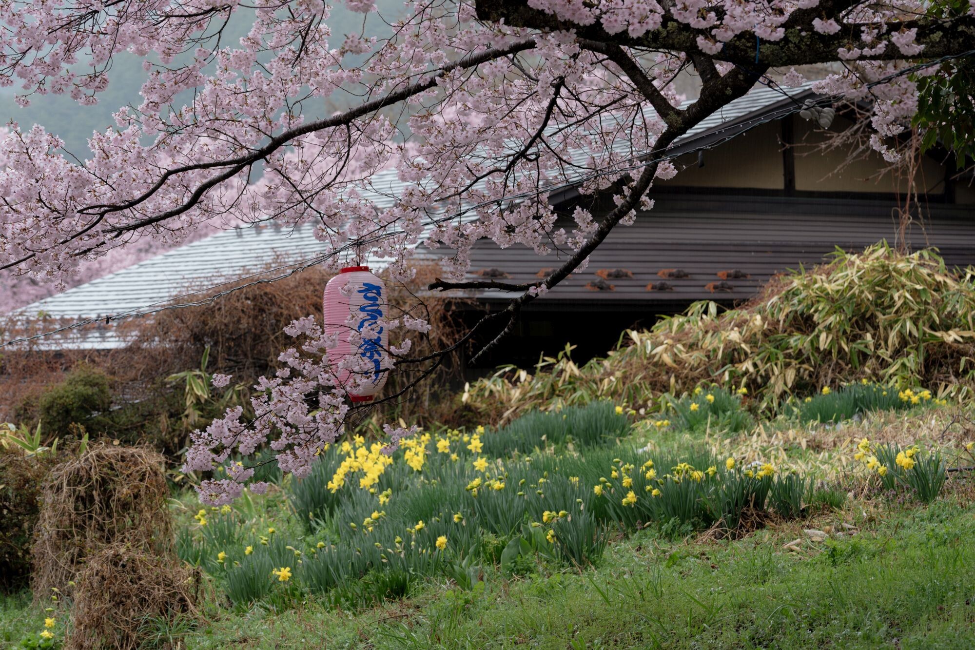 高遠城址公園さくら祭り2025