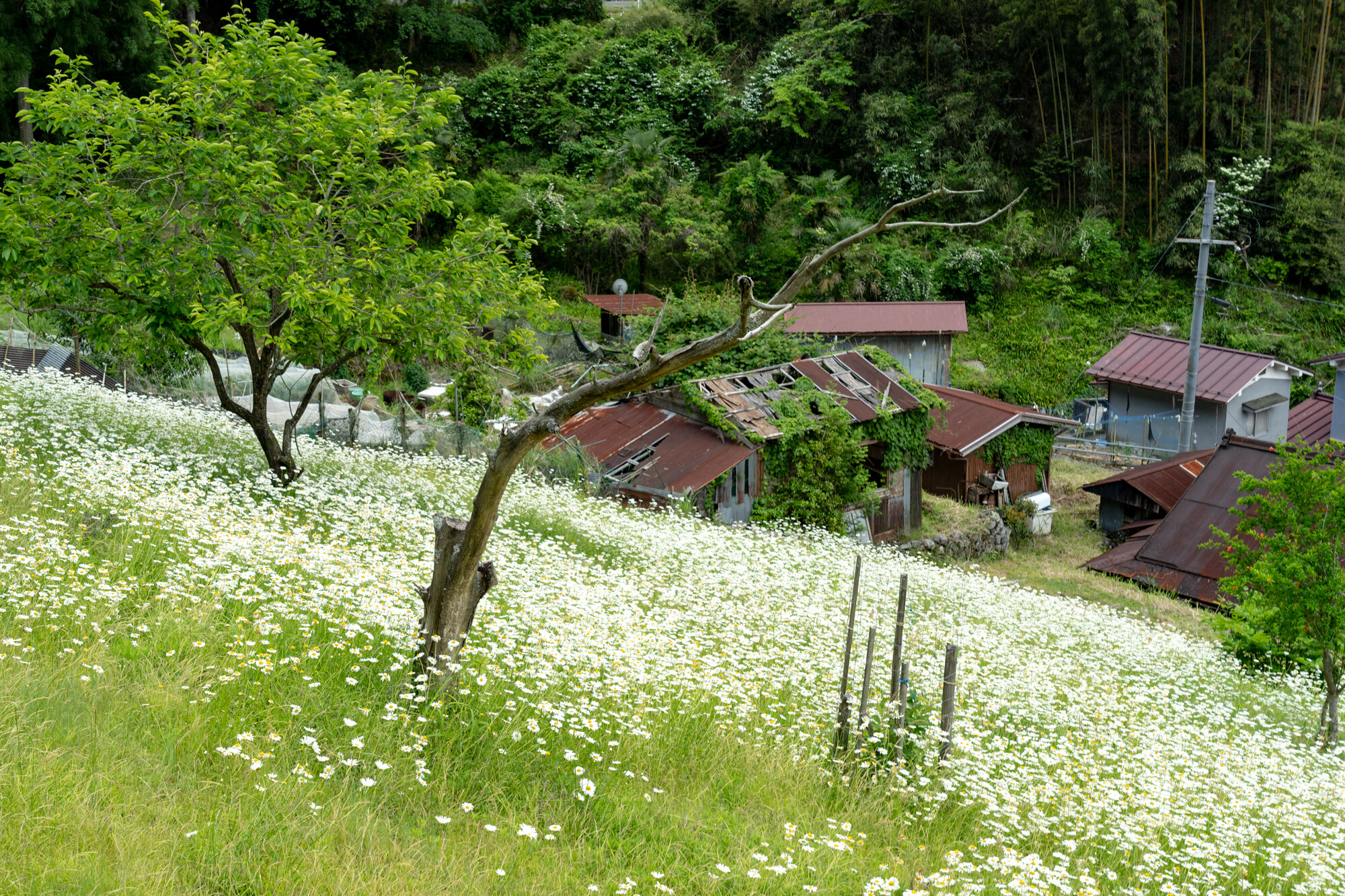 DSC04910