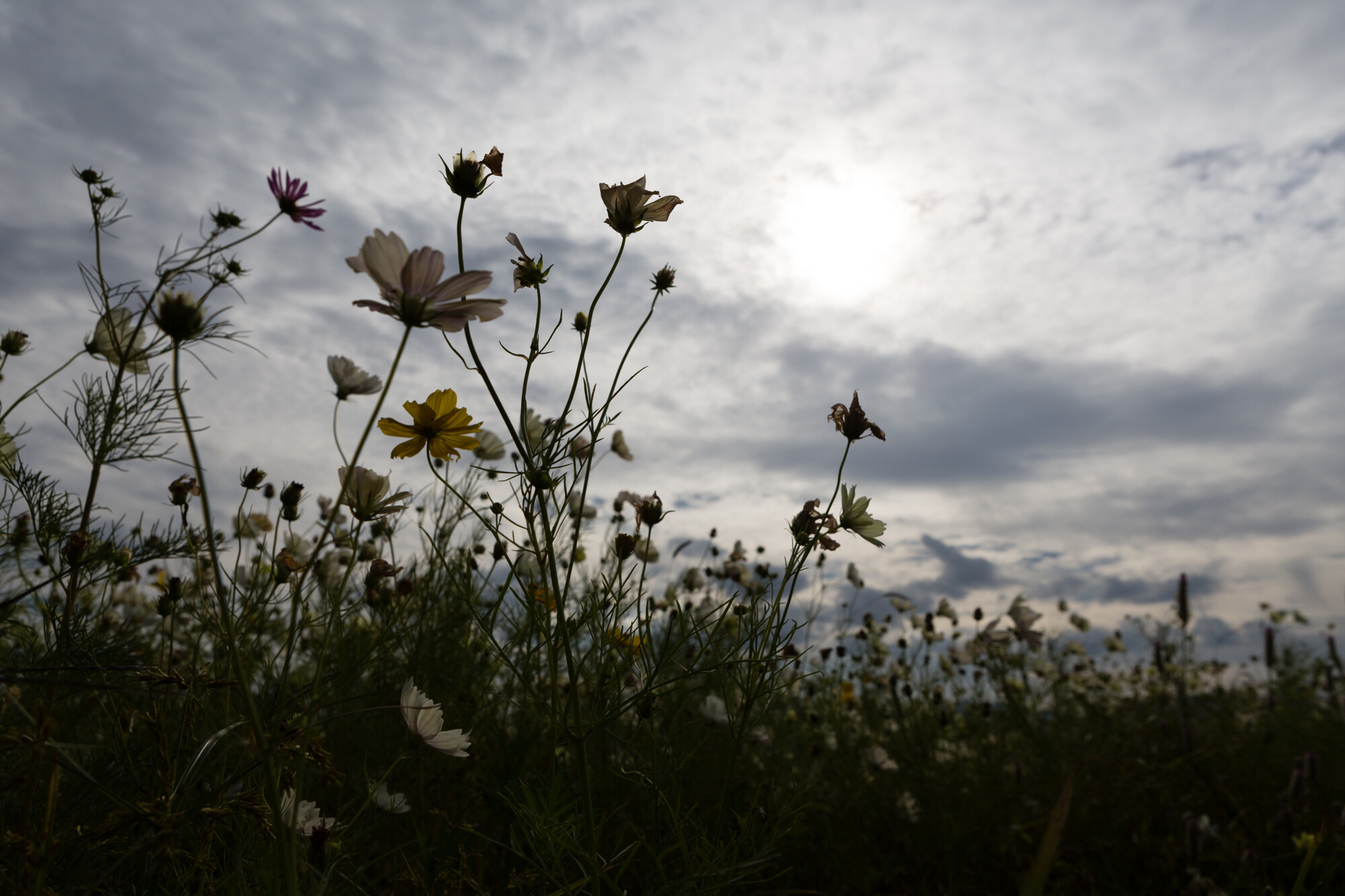 藤原京のコスモス【2016】