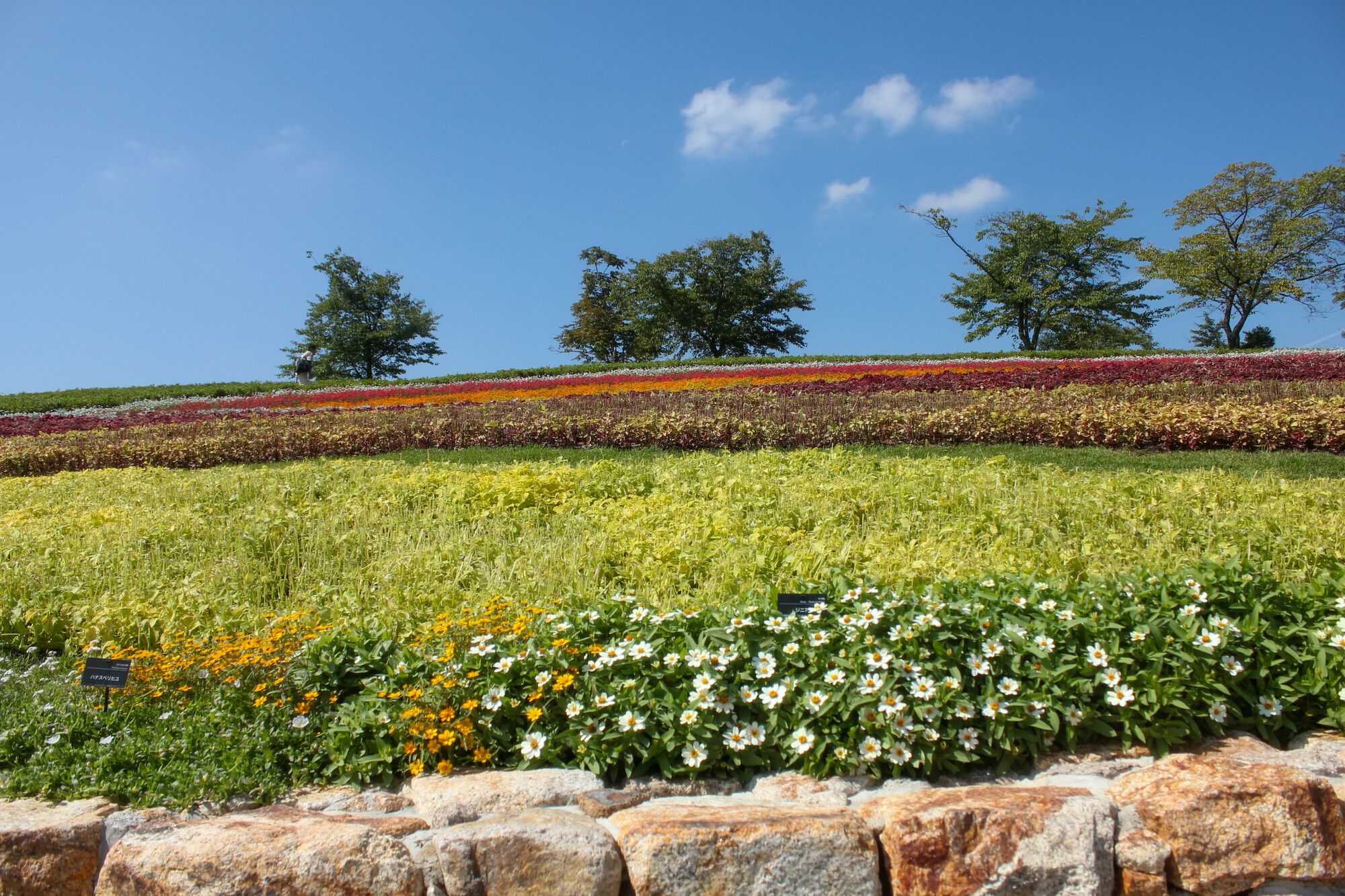やまと花ごよみ2010