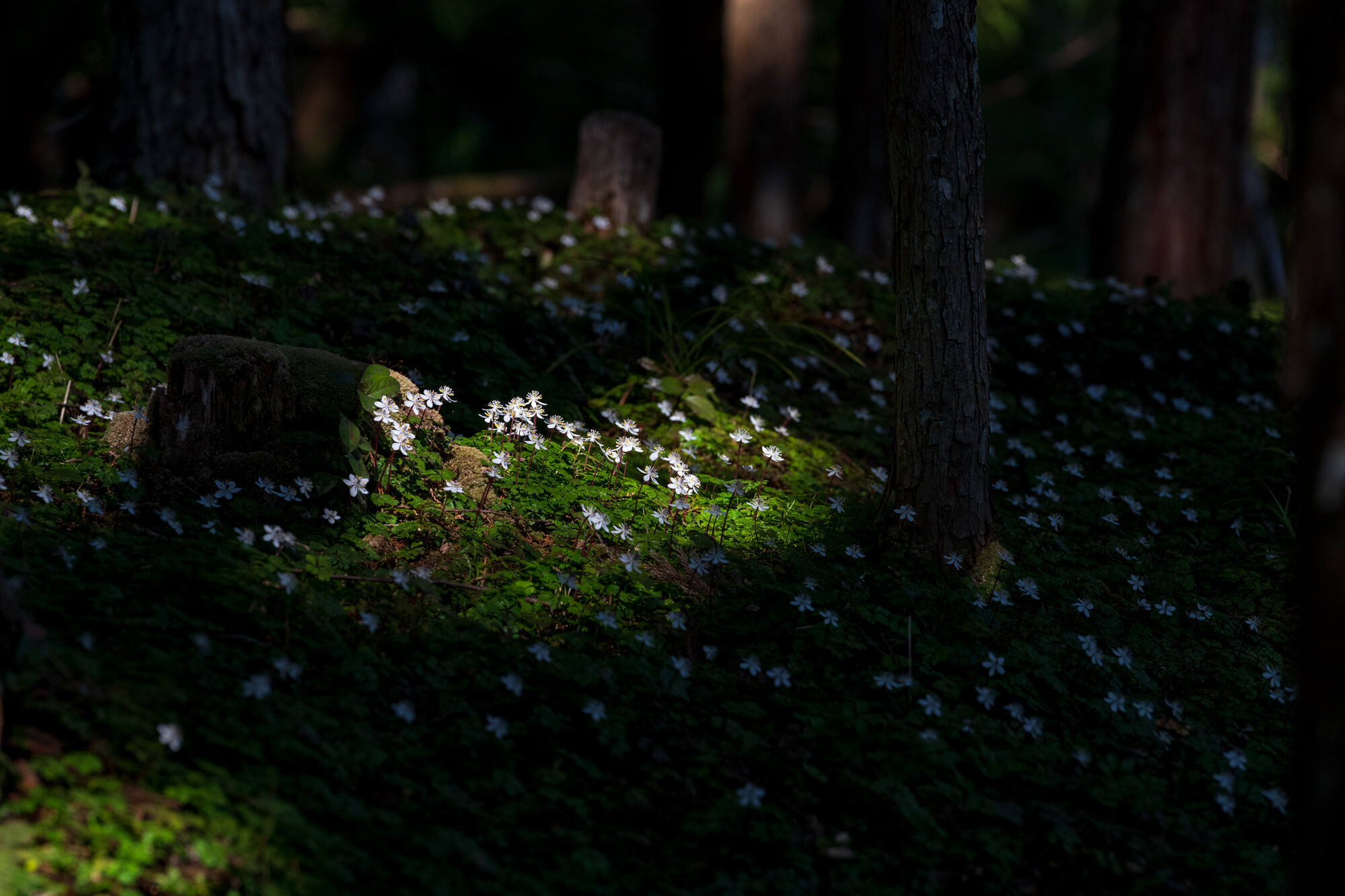 妖精の森【2022】