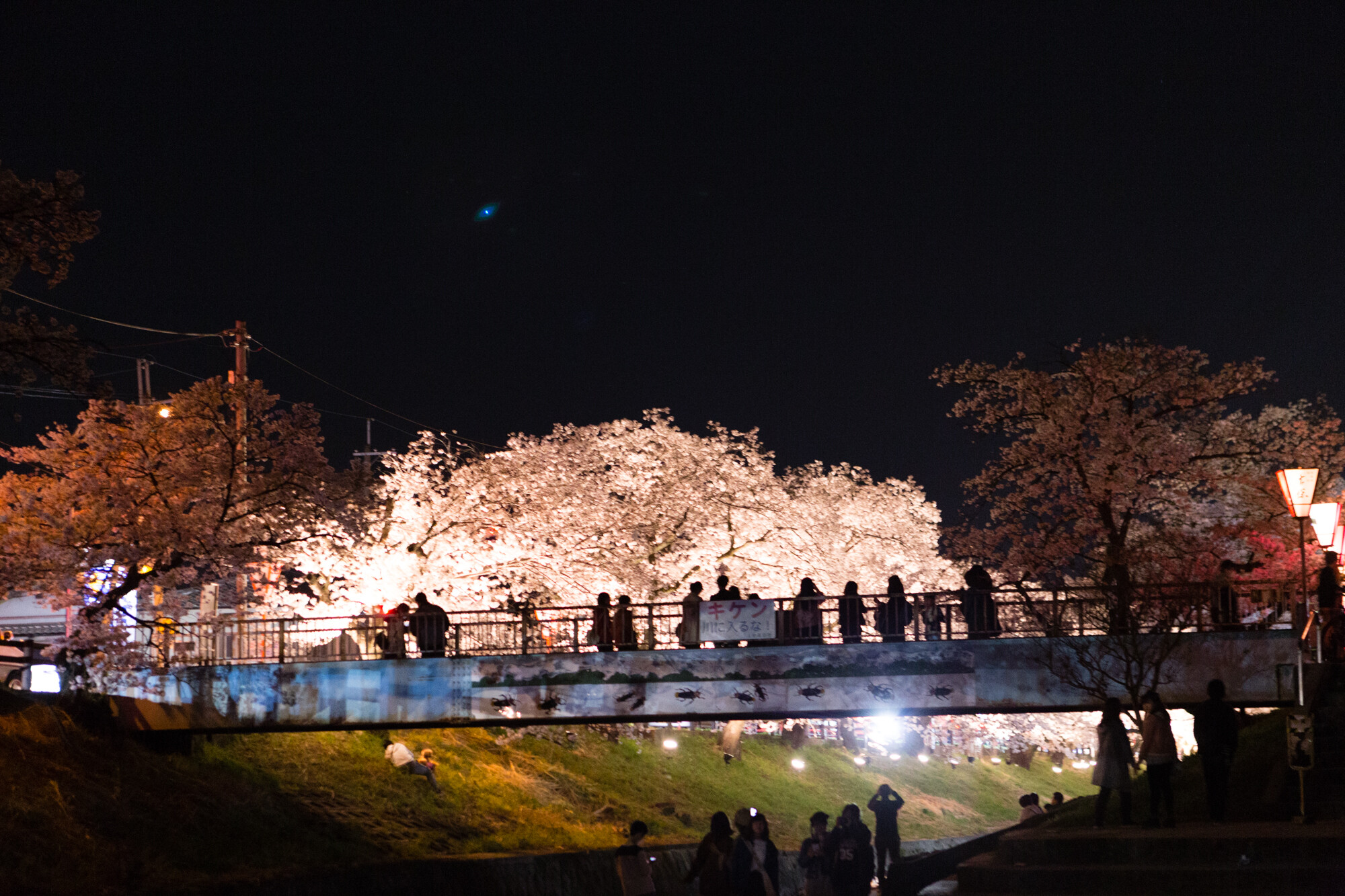 6Dを持って夜のお花見（3日連続）