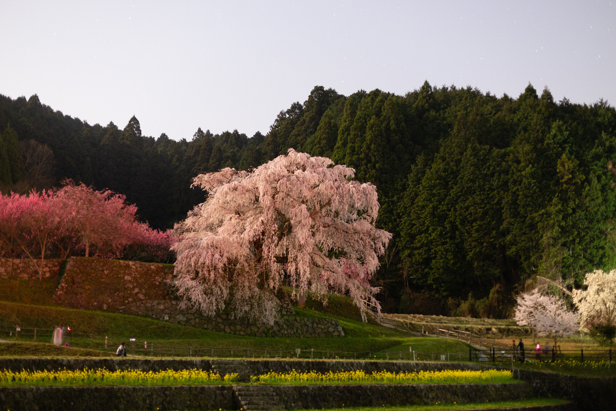 夜の又兵衛桜【2018】