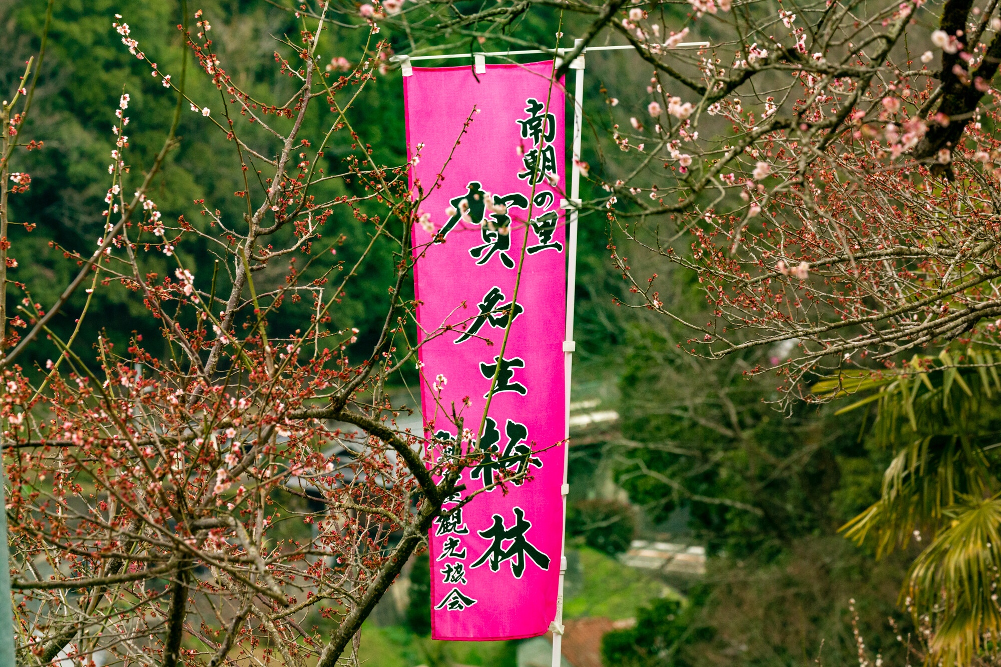 賀名生梅林と西吉野の桃源郷