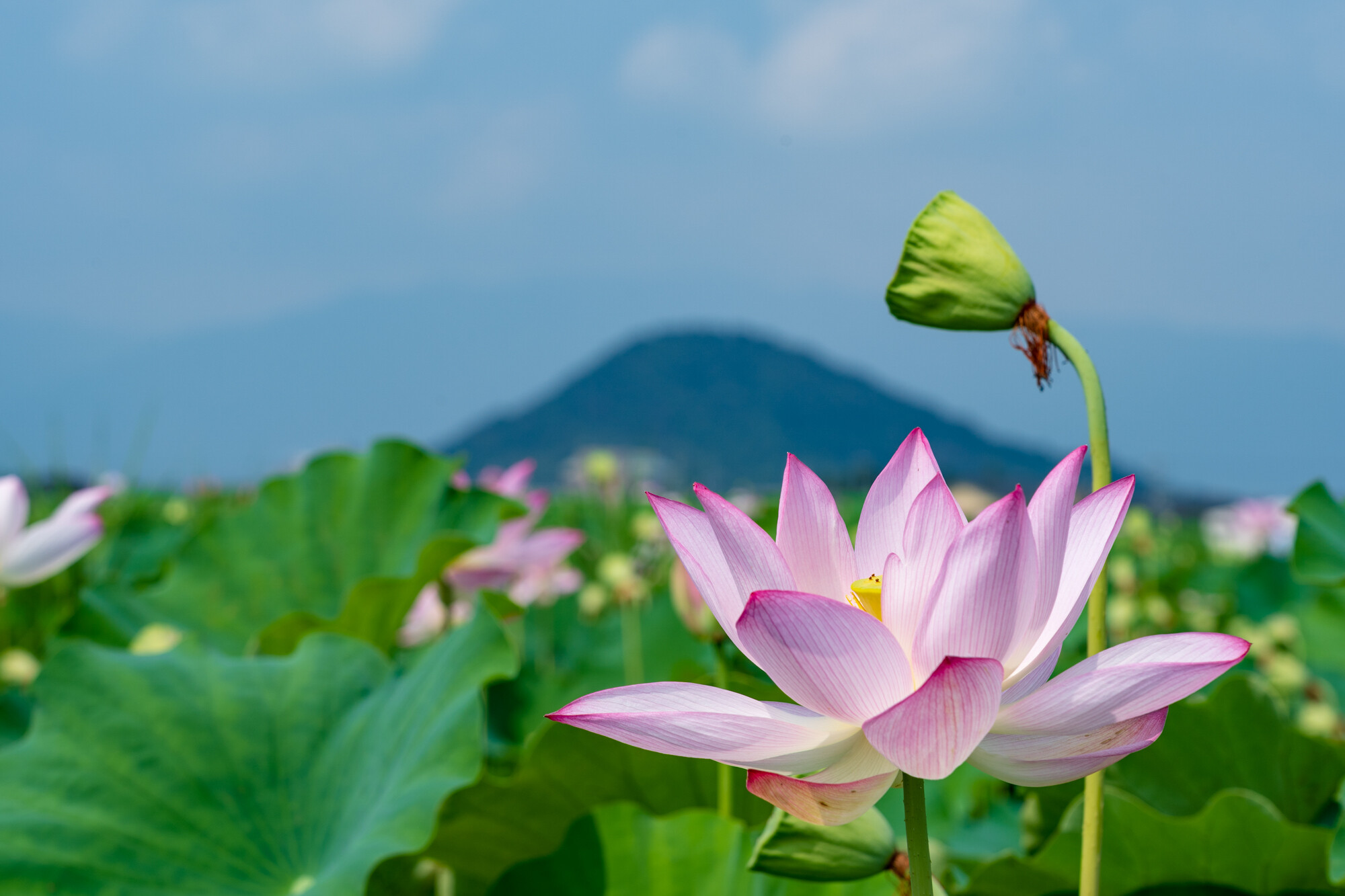 藤原京の蓮【2019】