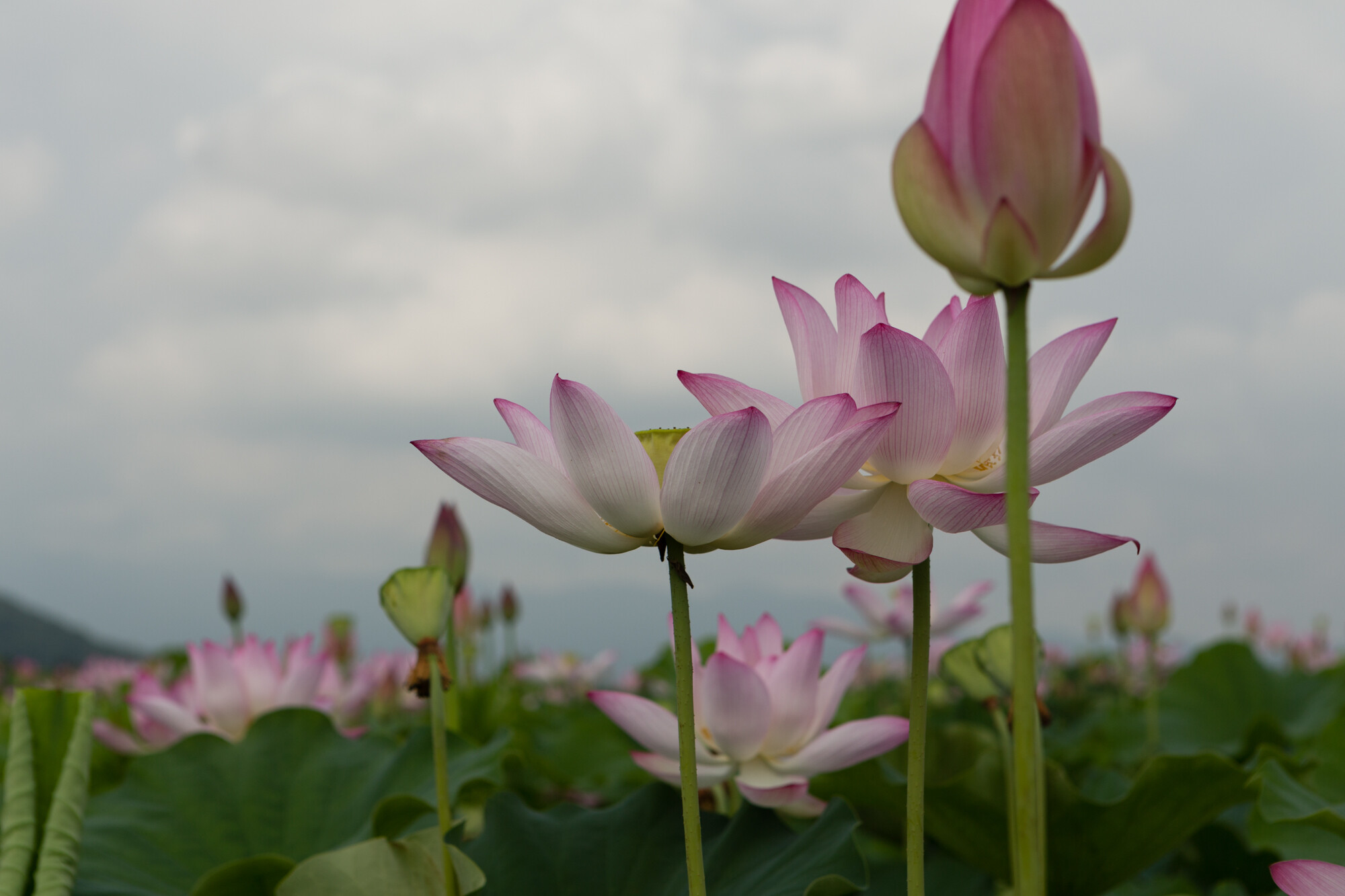 藤原京の蓮【2017】