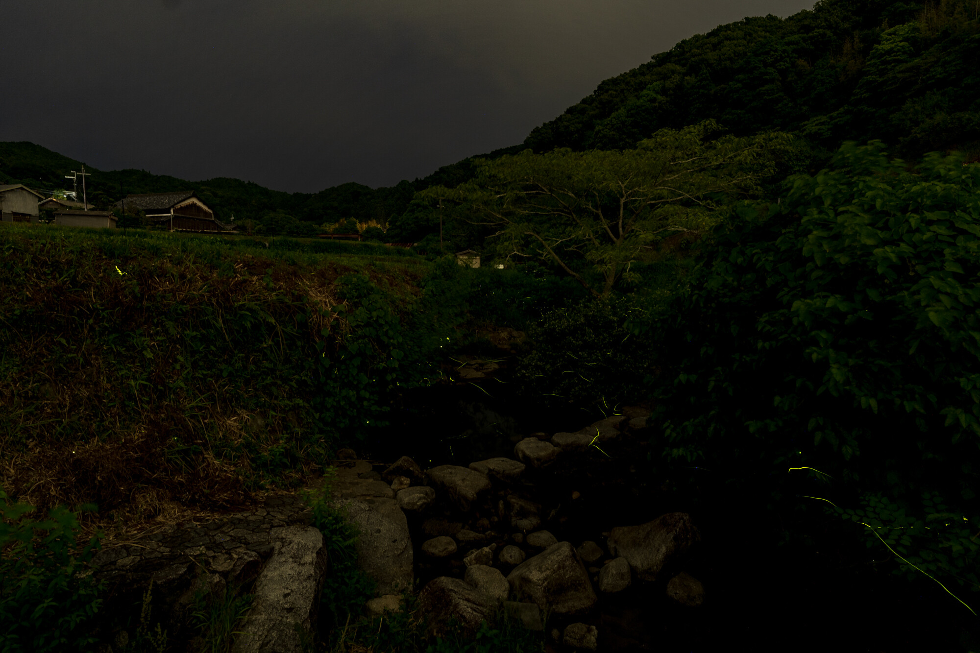 明日香の蛍　2回目【2021】