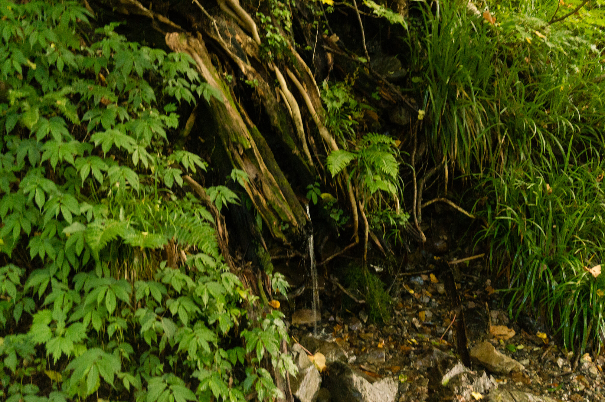 DSC05110