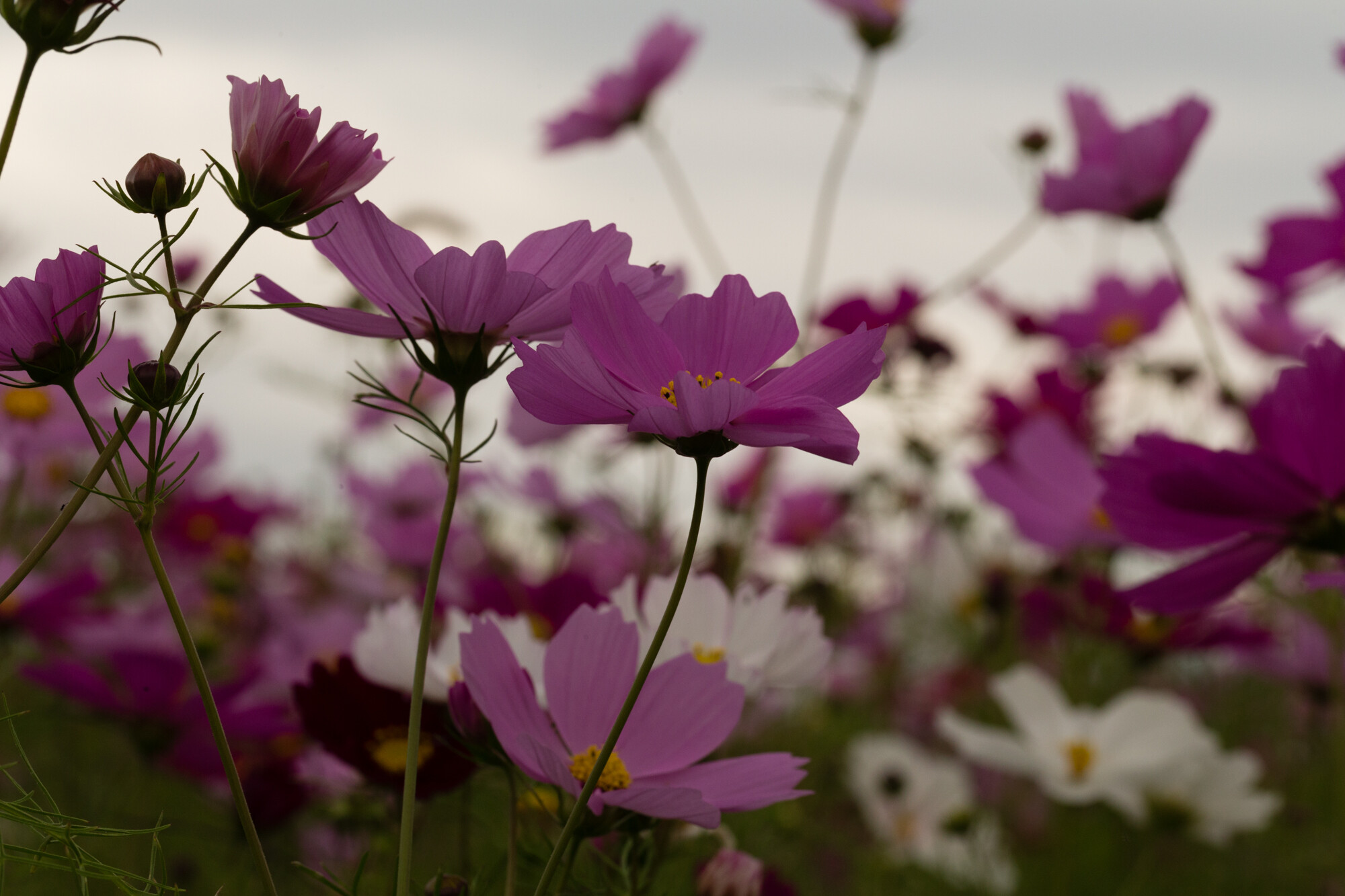 オールドレンズと藤原京のコスモス【2015】