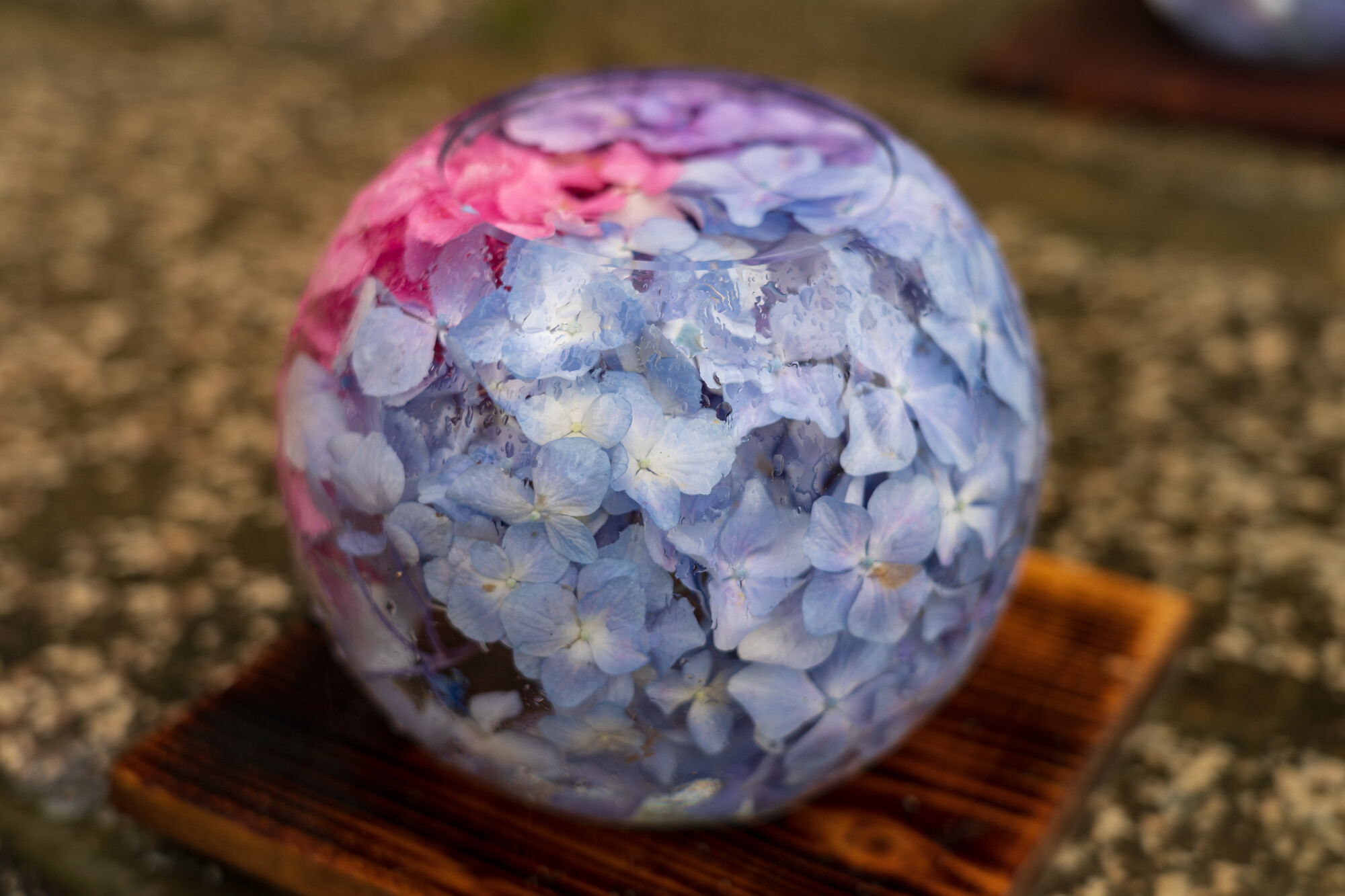 般若寺のアジサイ