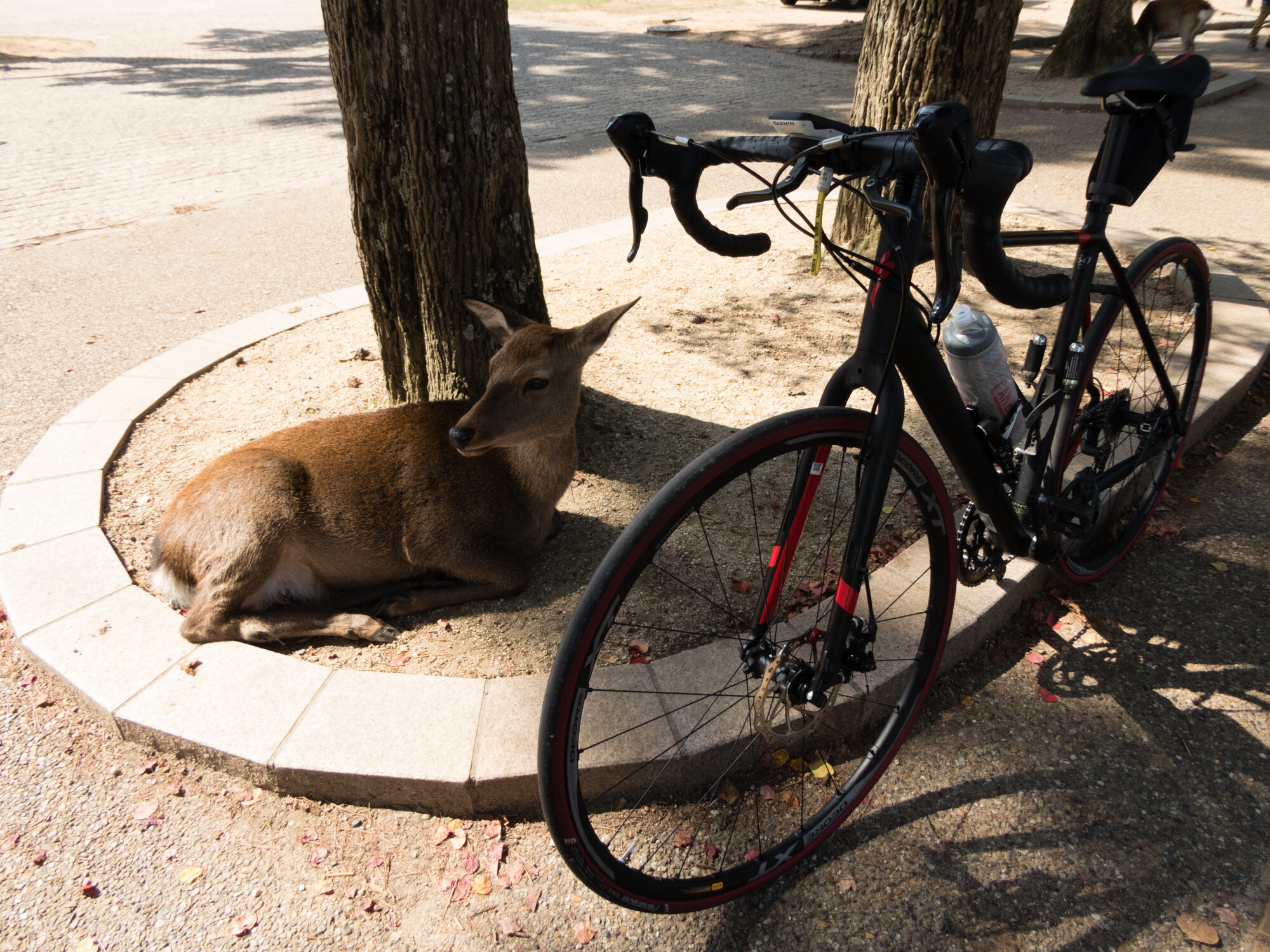 奈良までサイクリング