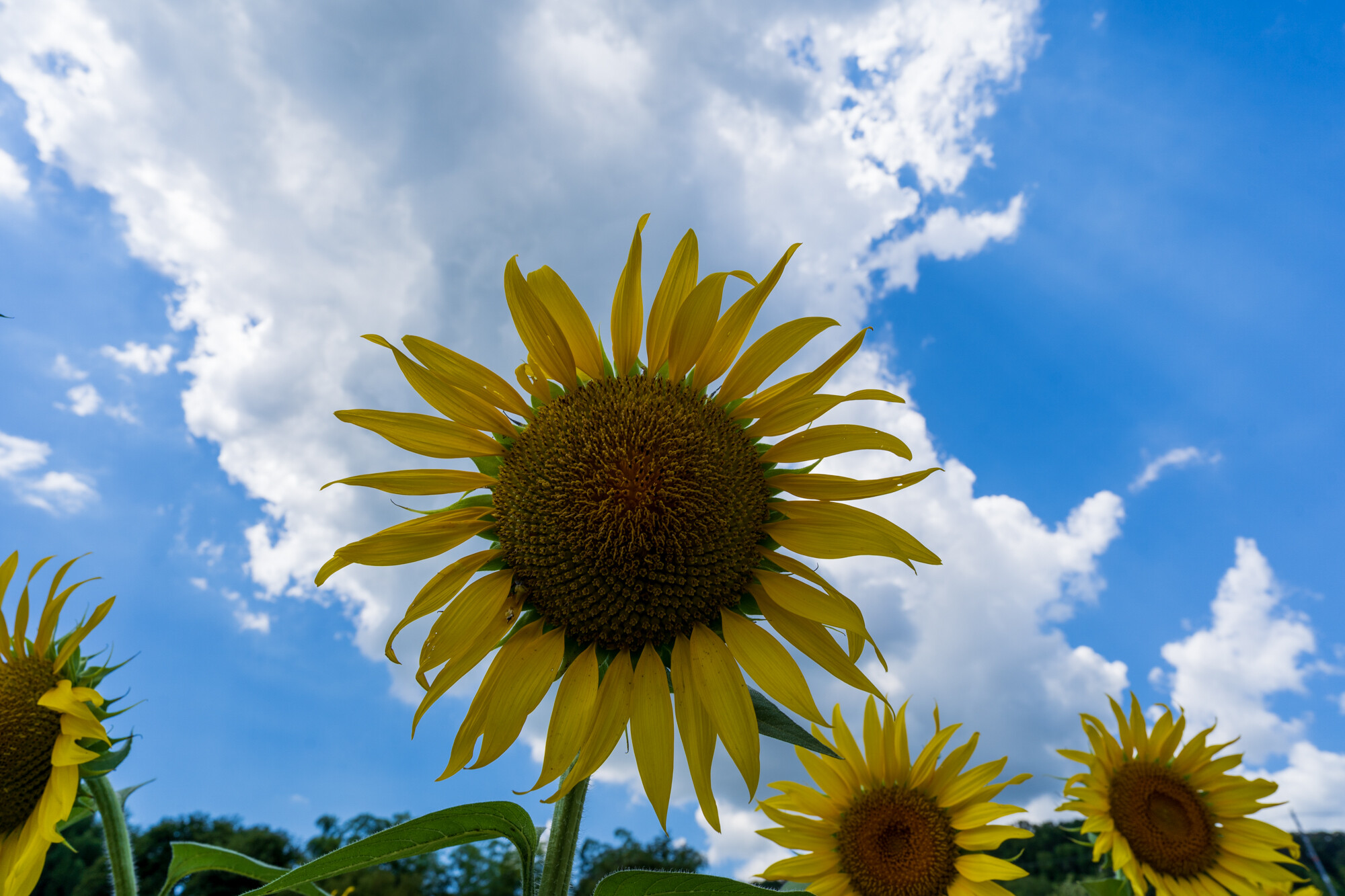上野町ひまわり園【2021】