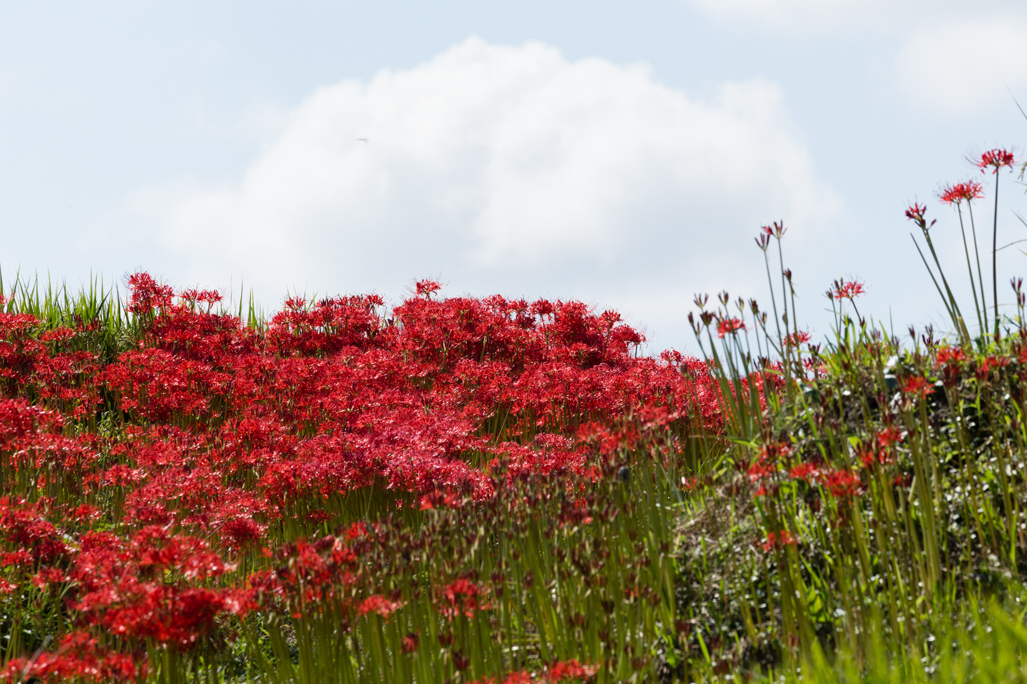 彼岸花撮影でウロウロ