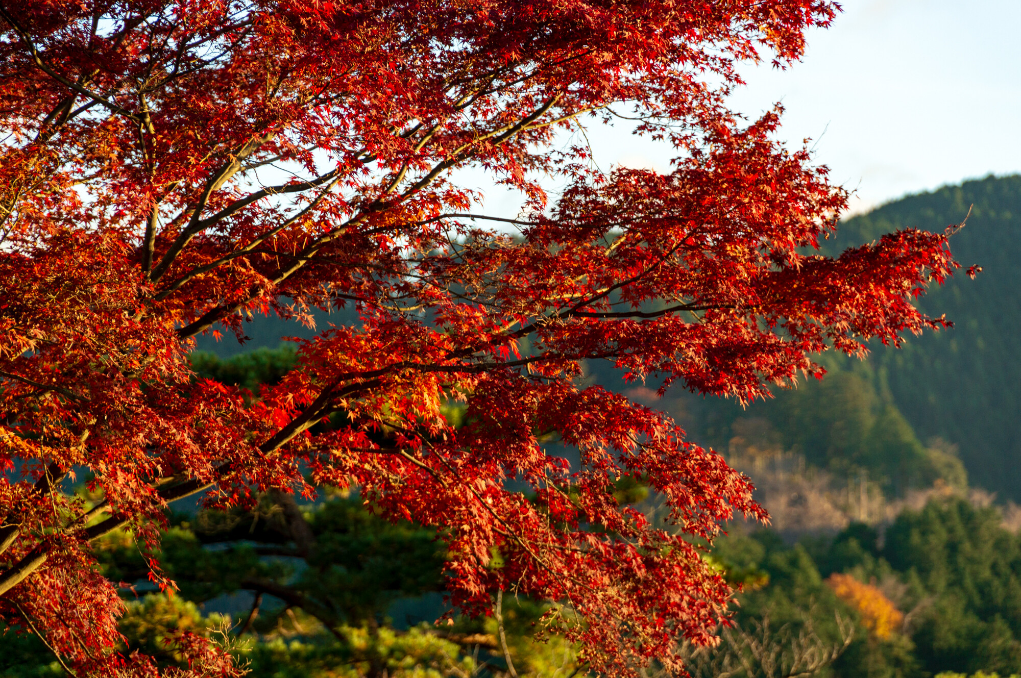 吉野奥千本の紅葉2019