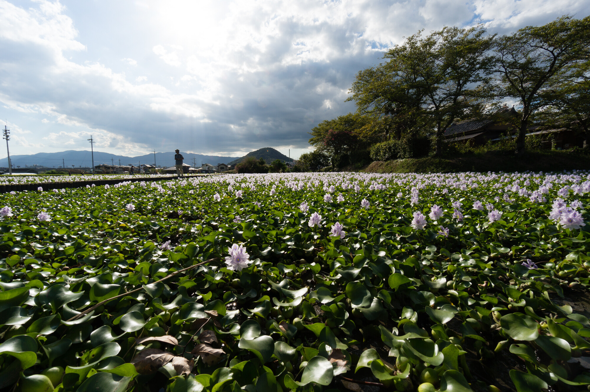 本薬師寺のホテイアオイと都塚古墳見学