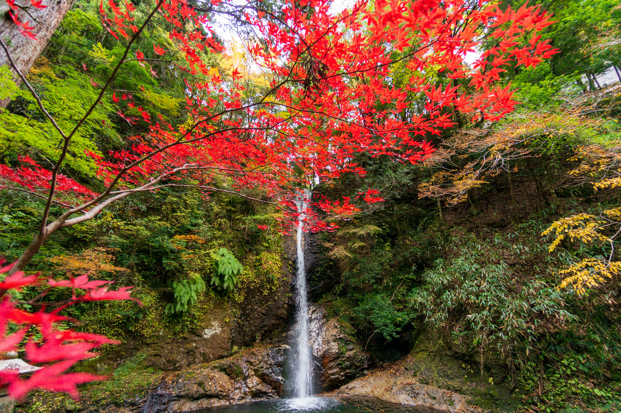 吉野の紅葉【2021】