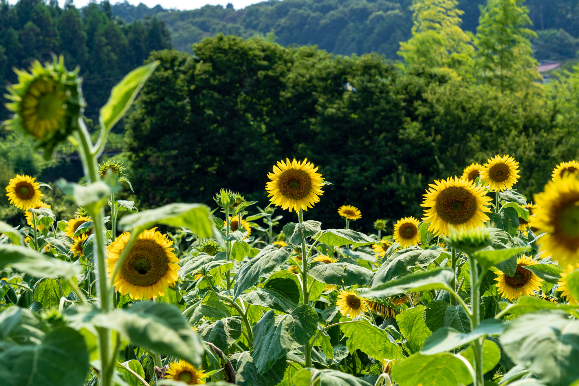 上野町ひまわり園【2019】