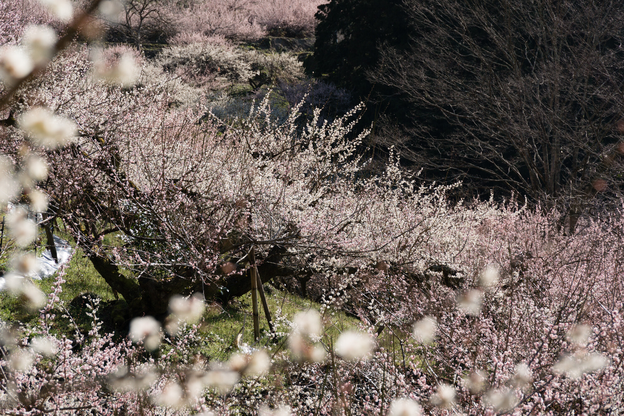 賀名生梅林【2018】