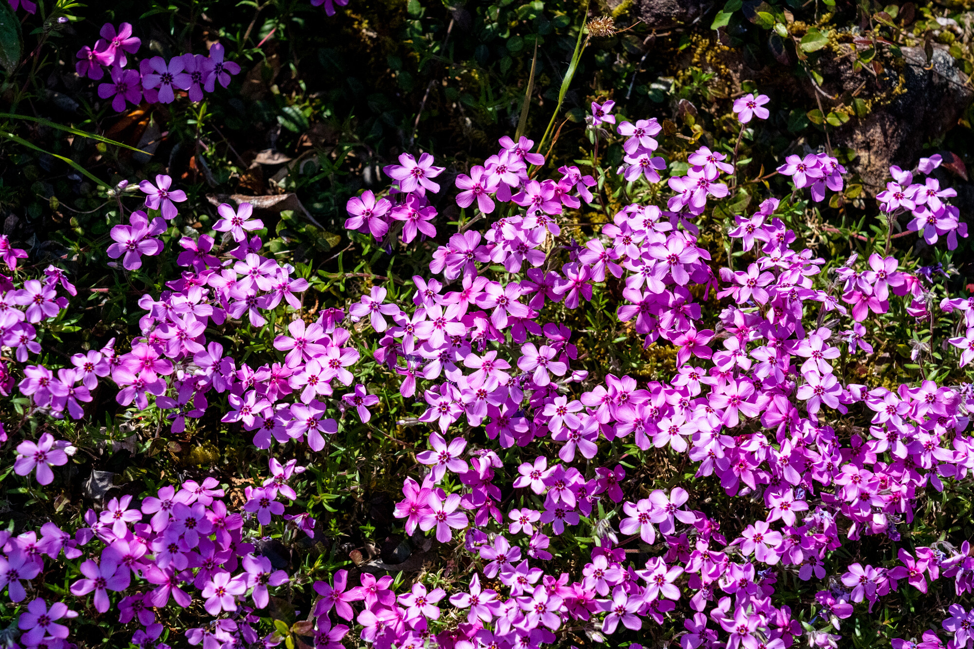 DSC02528