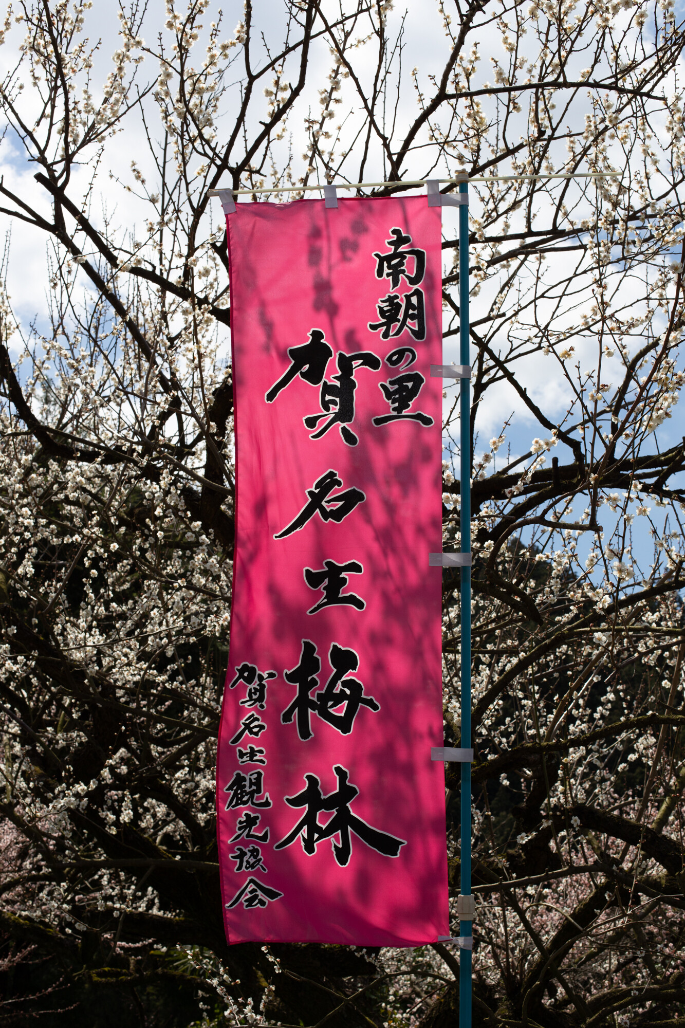 賀名生梅林【2014】