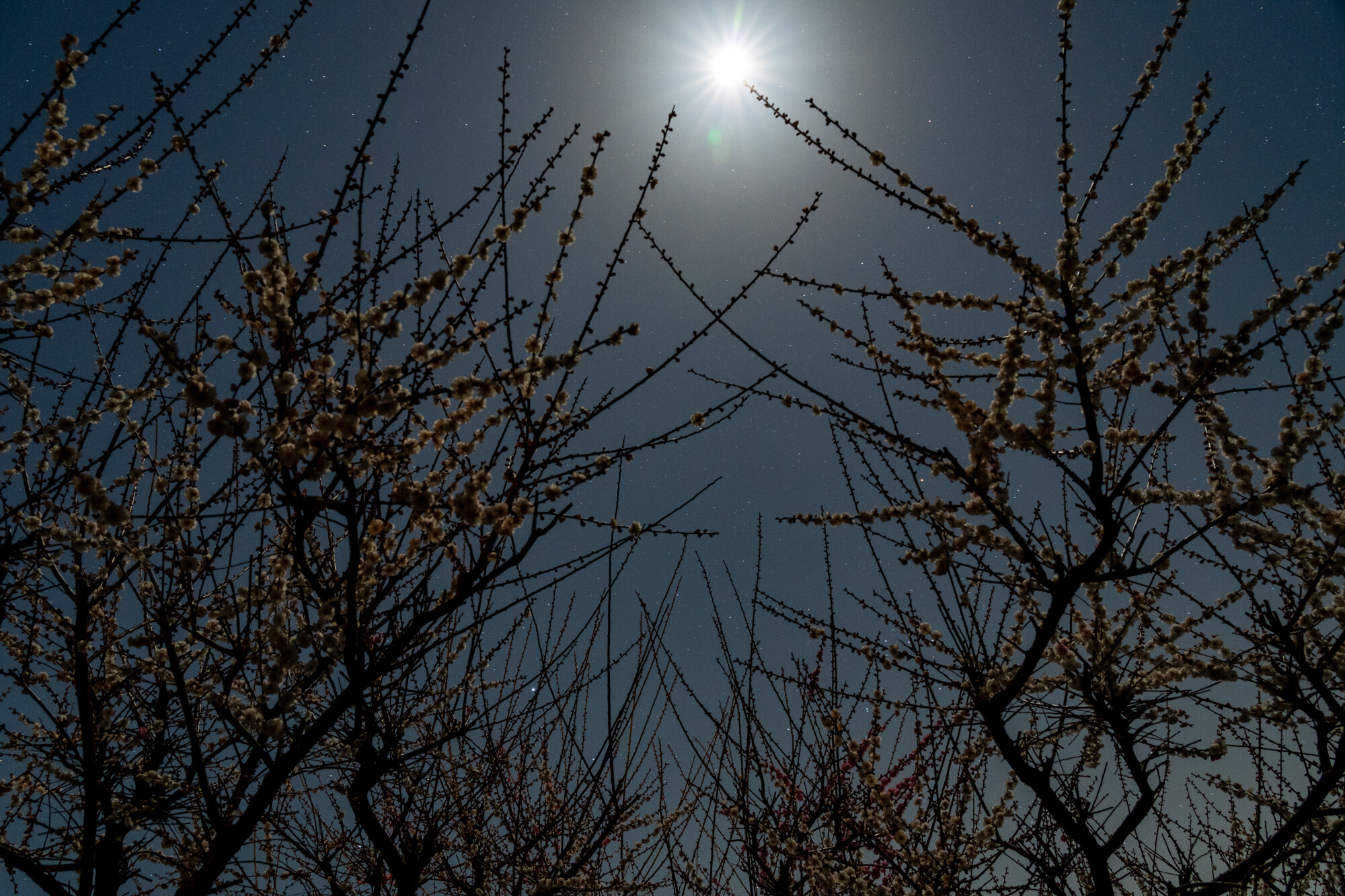 月ヶ瀬の梅林と月