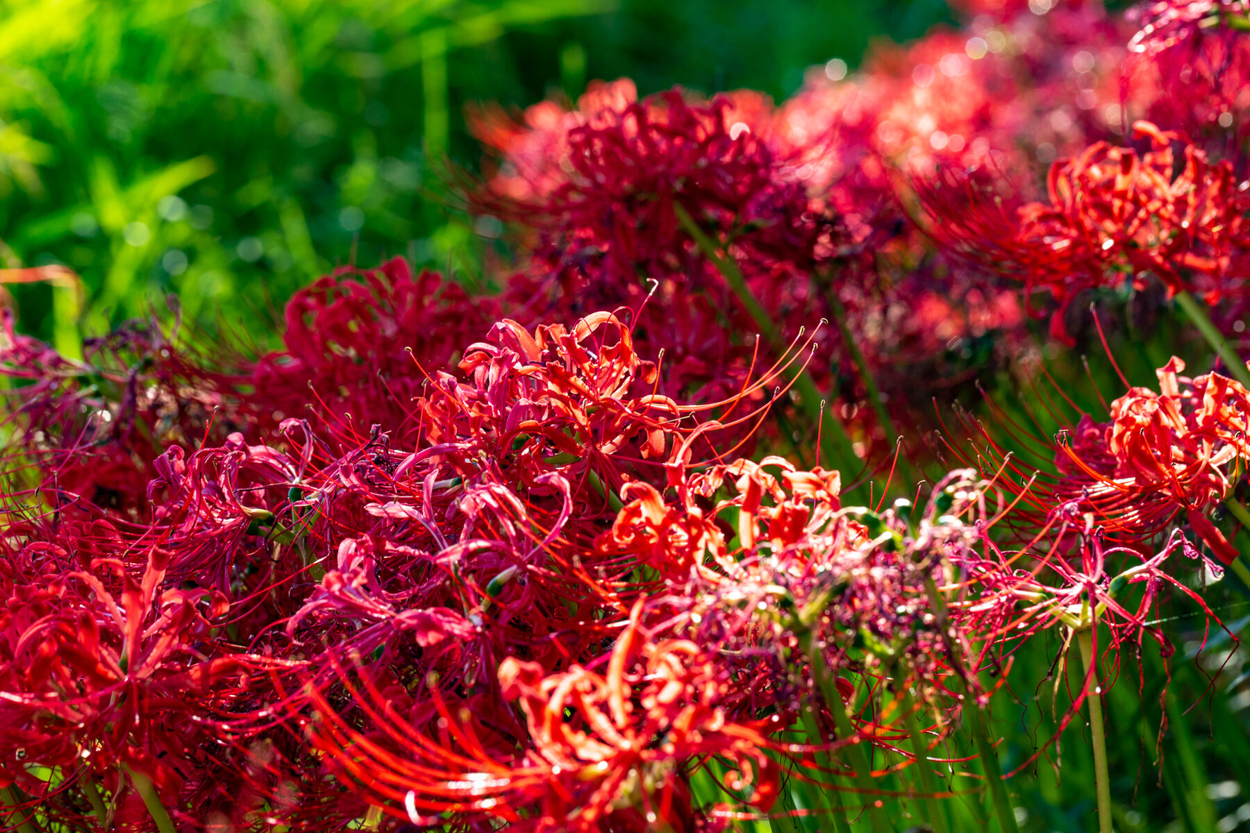 一言神社で彼岸花