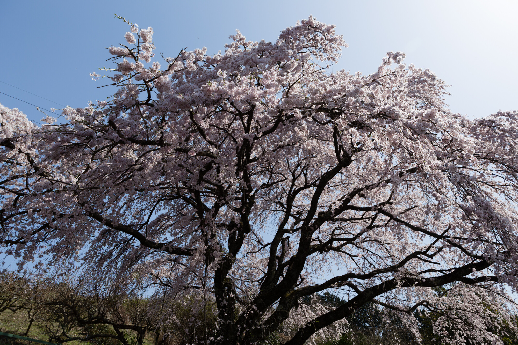 西吉野の桜【2018】