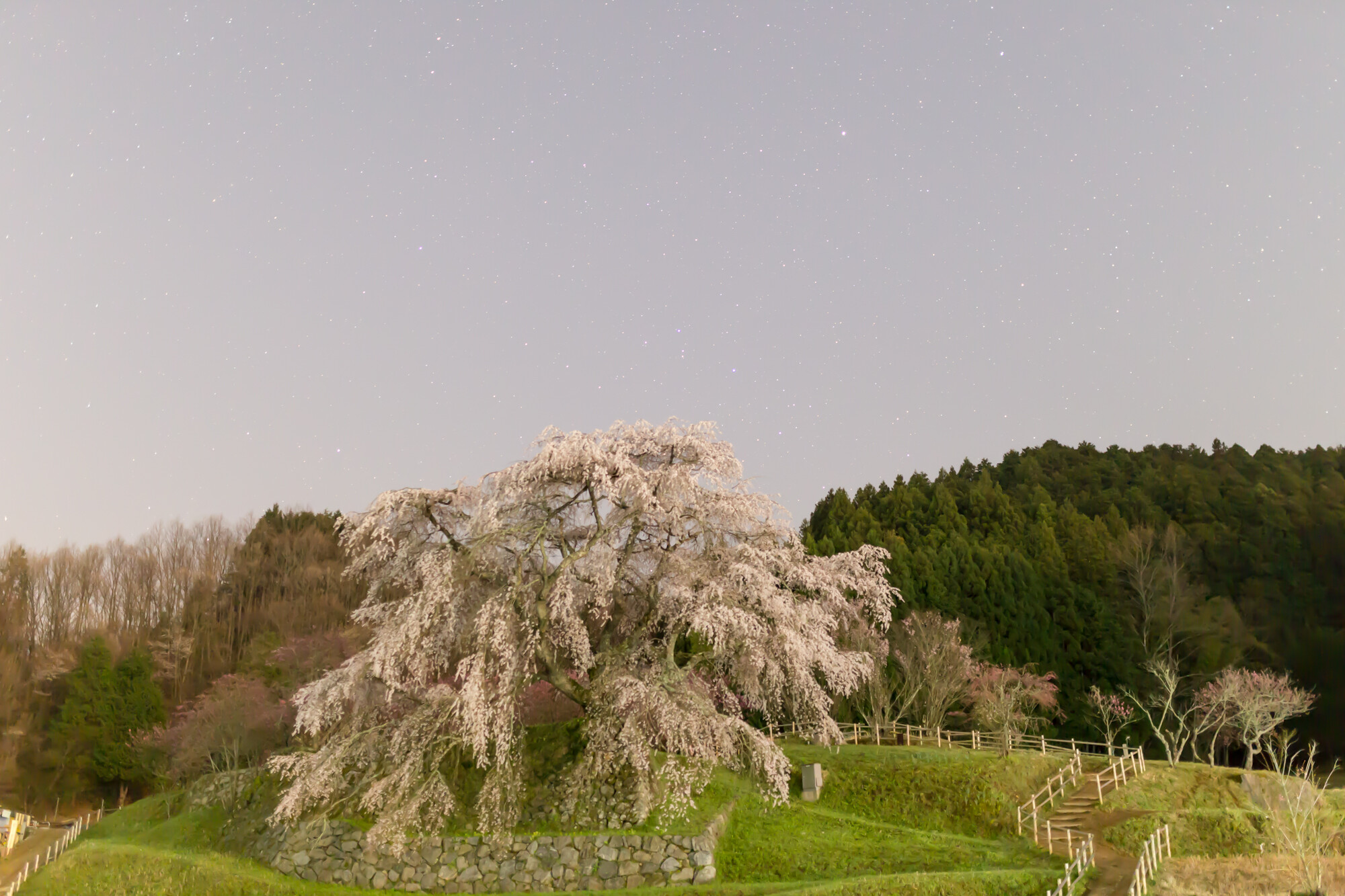 夜の又兵衛桜　2回目【2014】
