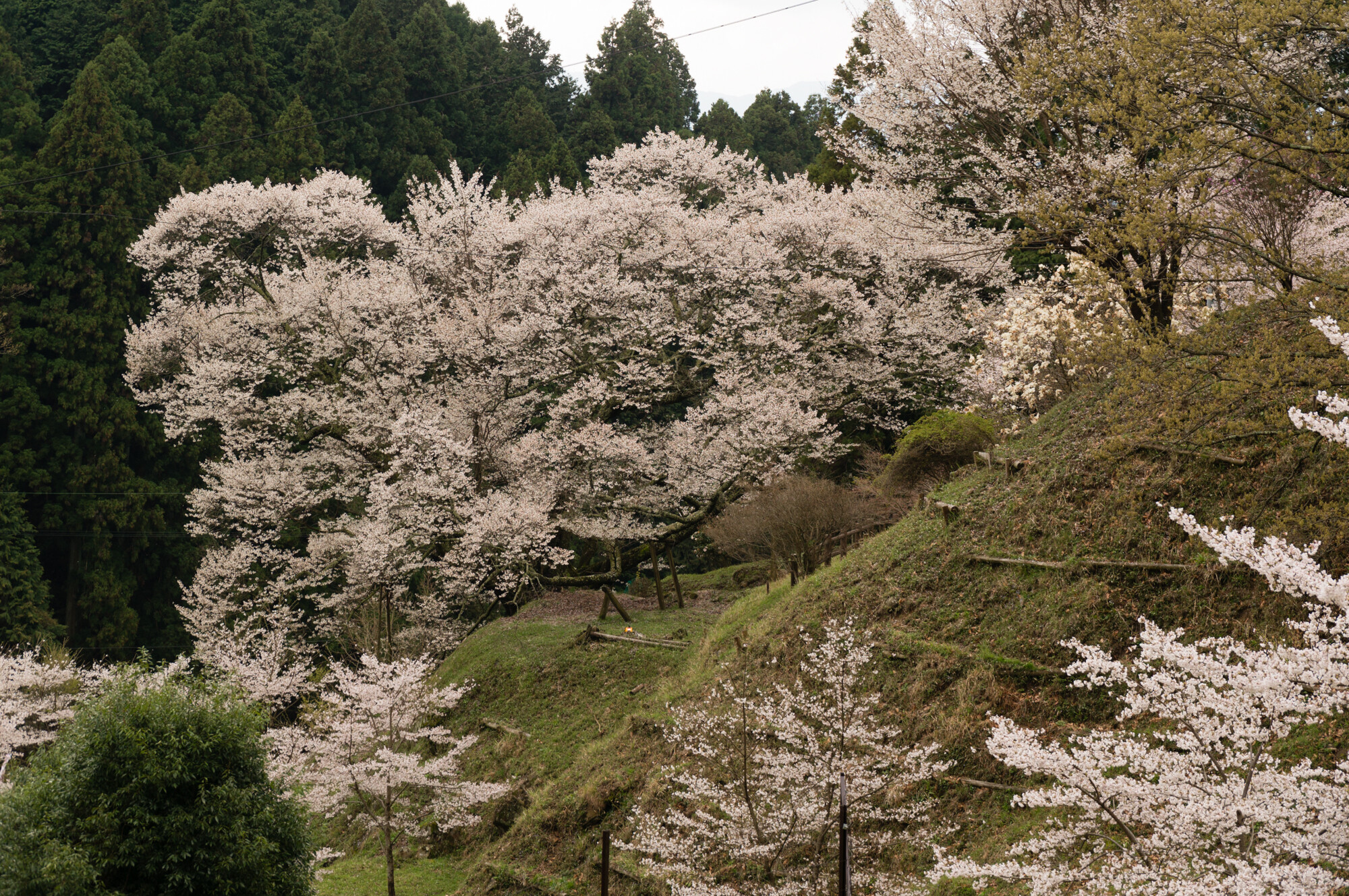 佛隆寺と諸木野の桜