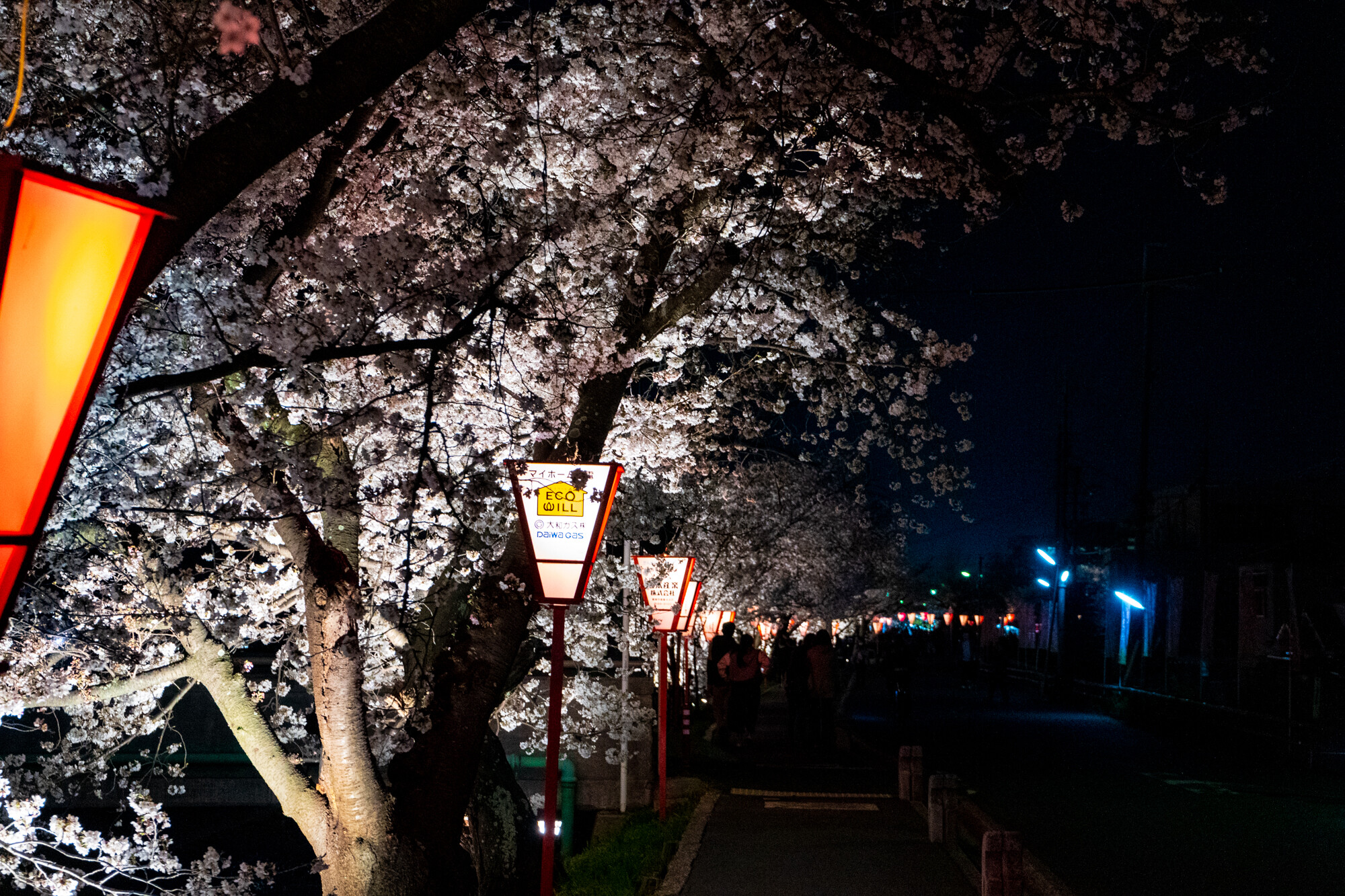 α7を持って夜のお花見