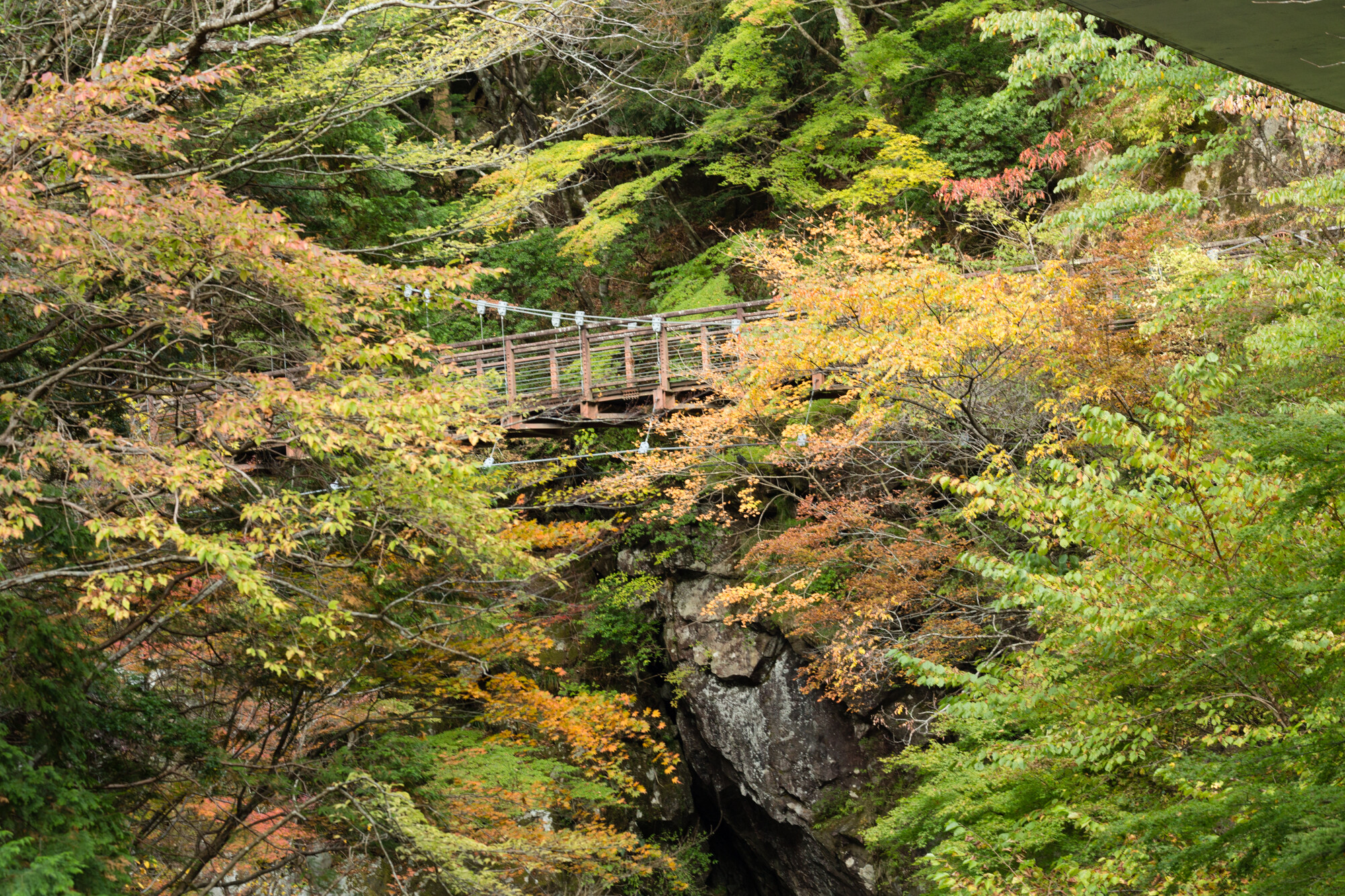 秋のみたらい渓谷・なめご谷・大峰山脈展望ライン