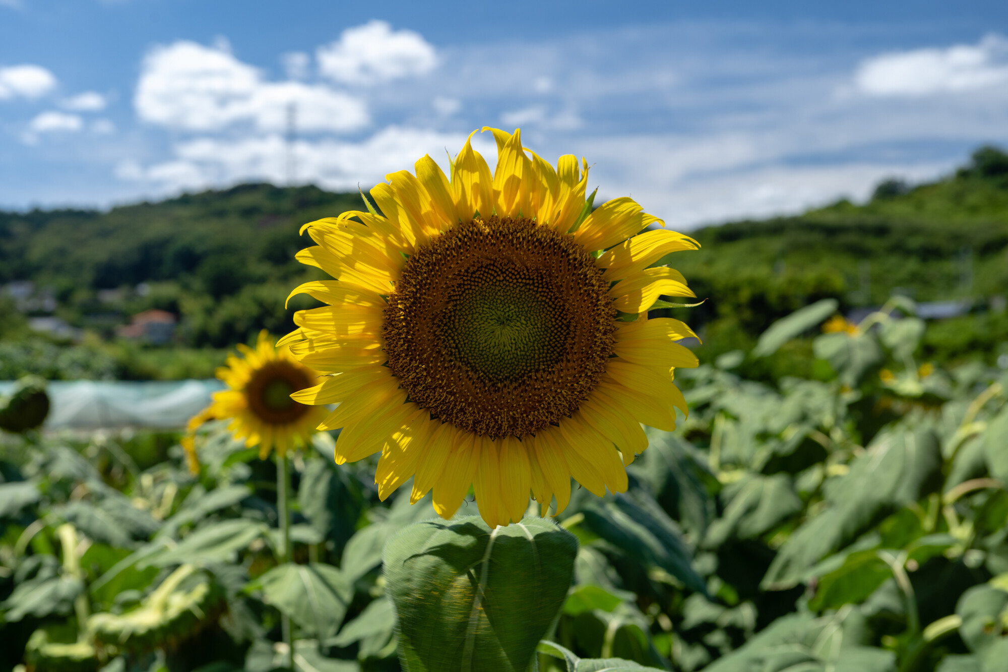 上野町ひまわり園【2018】