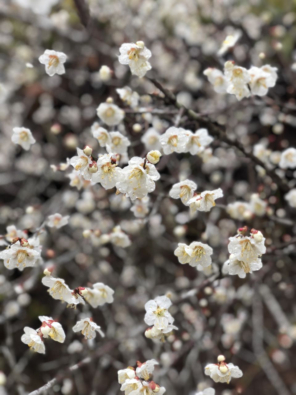 春の始まりを告げる 梅の花 あぷりん日記 ナイスランド北方のブログ 春の始まりを告げる 梅の花 あぷりん日記 ナイスランド北方のブログ