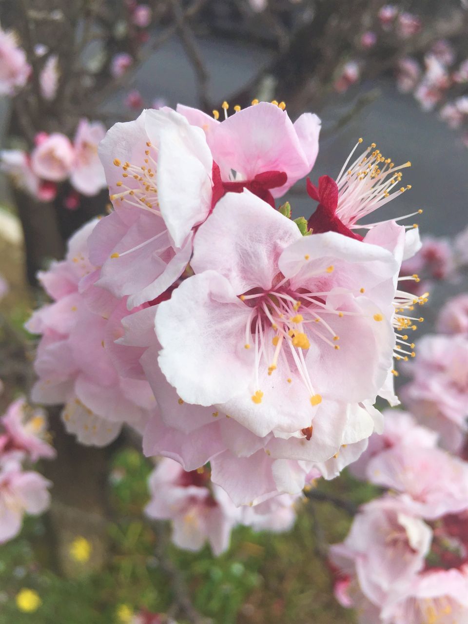 杏の花が見頃です あぷりん日記 ナイスランド北方のブログ 杏の花が見頃です あぷりん日記 ナイスランド北方のブログ