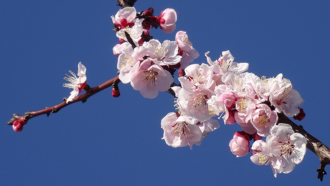 杏の花が見頃です あぷりん日記 ナイスランド北方のブログ 杏の花が見頃です あぷりん日記 ナイスランド北方のブログ